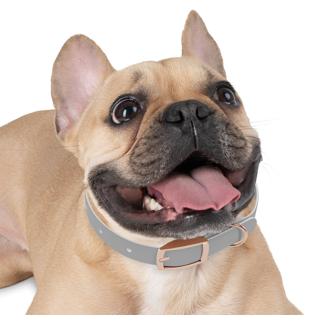 Customized White Dog Collar with Texas Livestock Association Logo