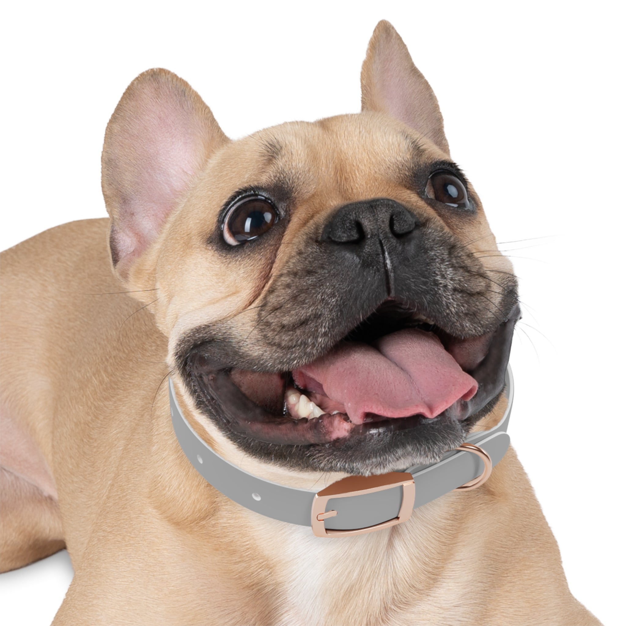 Customized White Dog Collar with Texas Livestock Association Logo
