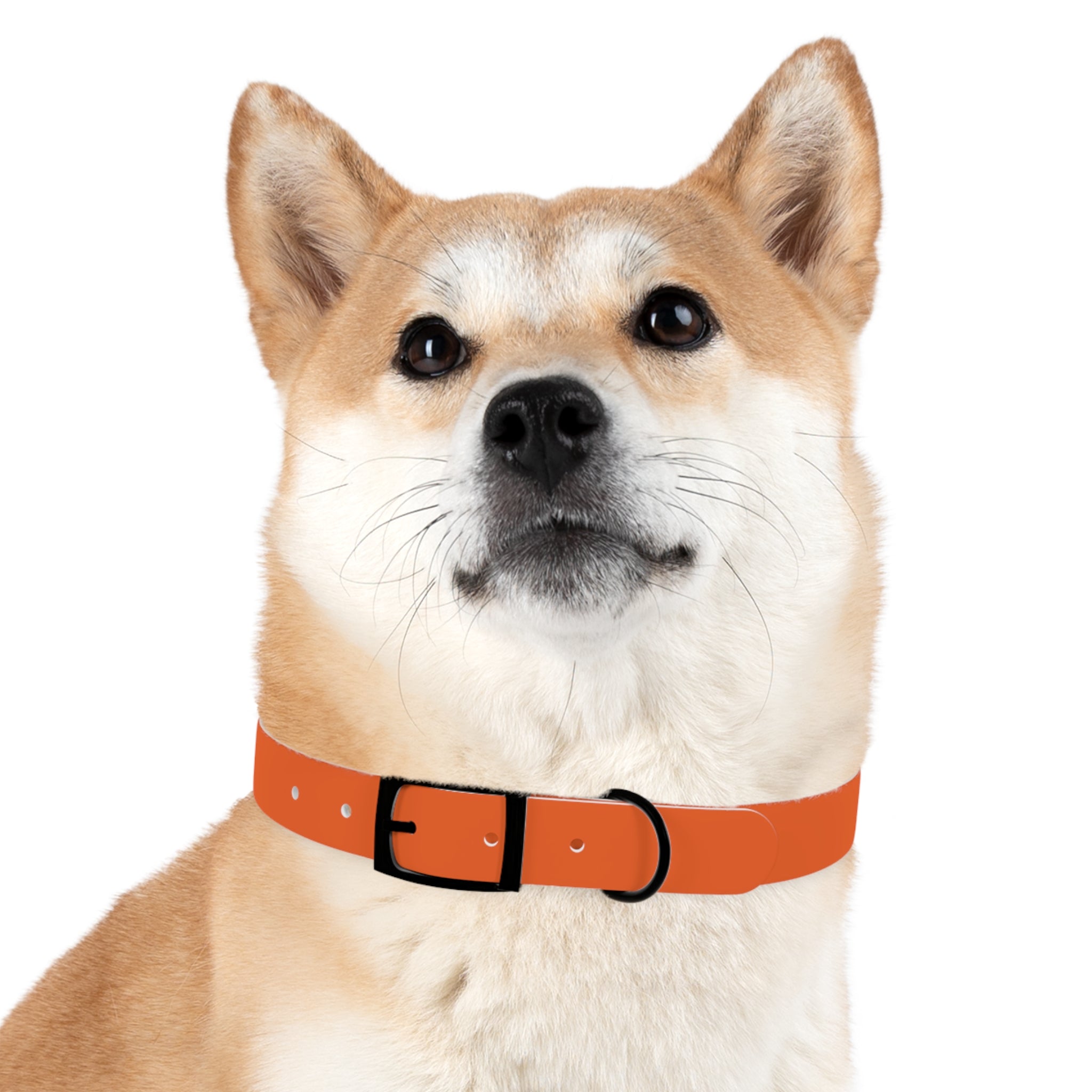 Orange Leather Dog Collar — Texas Livestock Logo