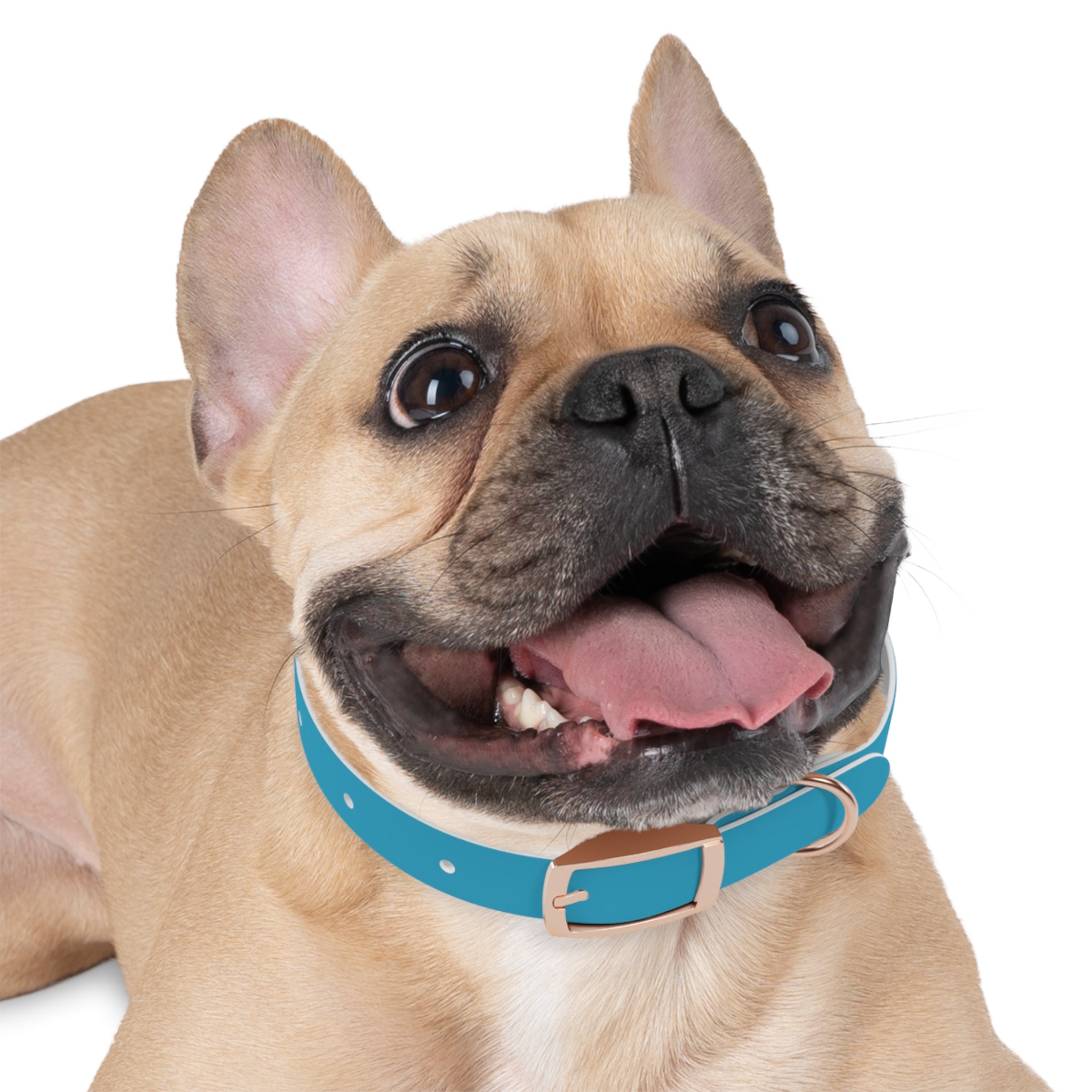 Blue Custom Dog Collar with Texas Livestock Association Logo