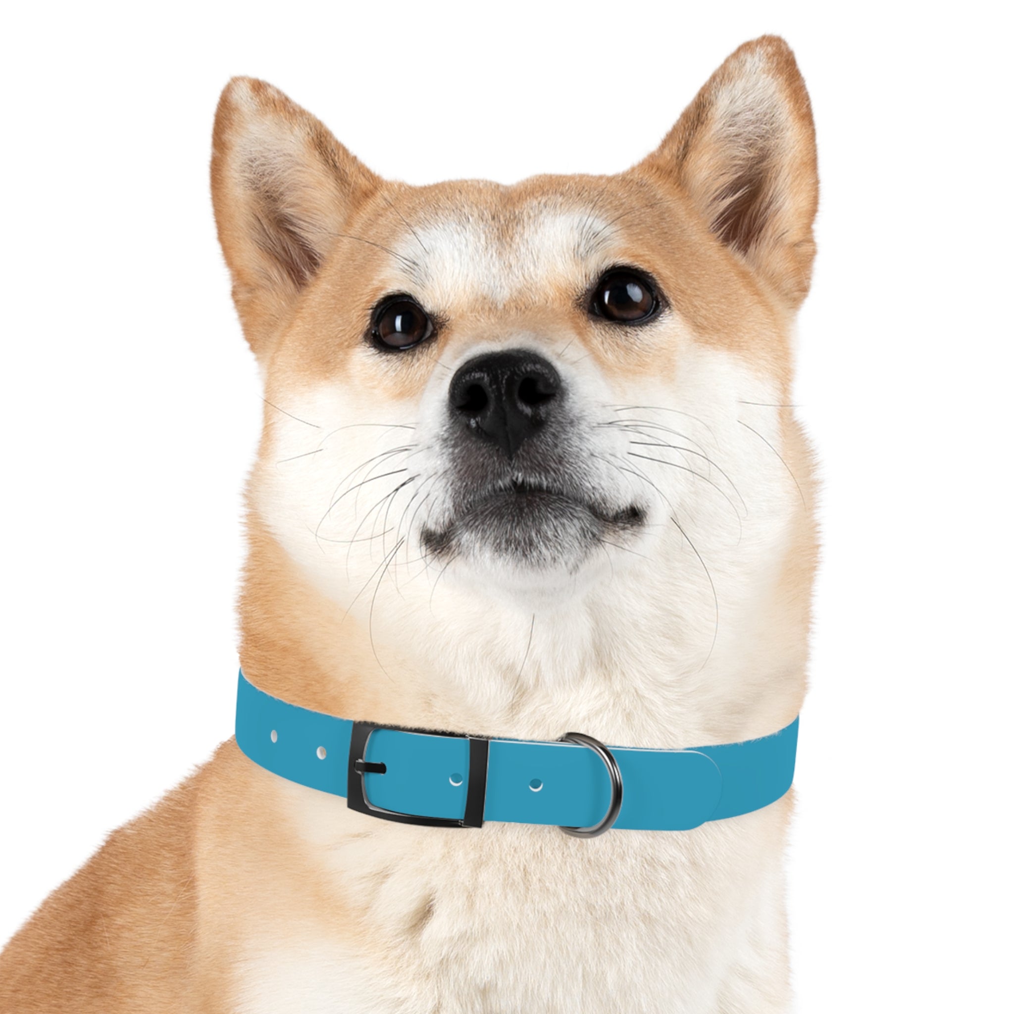 Blue Custom Dog Collar with Texas Livestock Association Logo