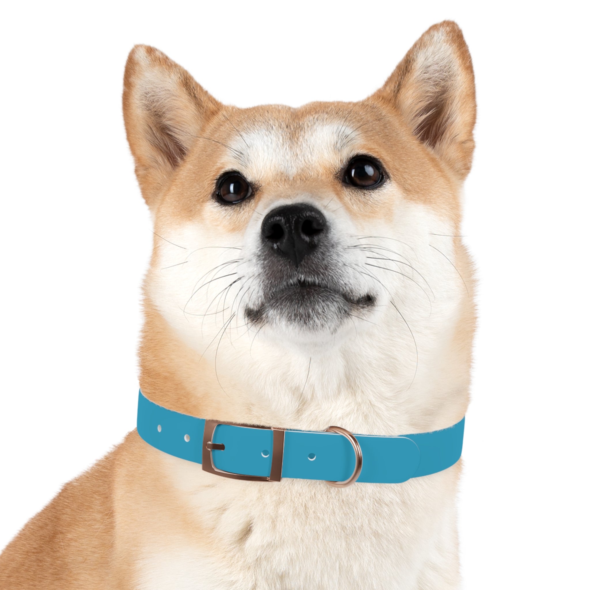 Blue Custom Dog Collar with Texas Livestock Association Logo