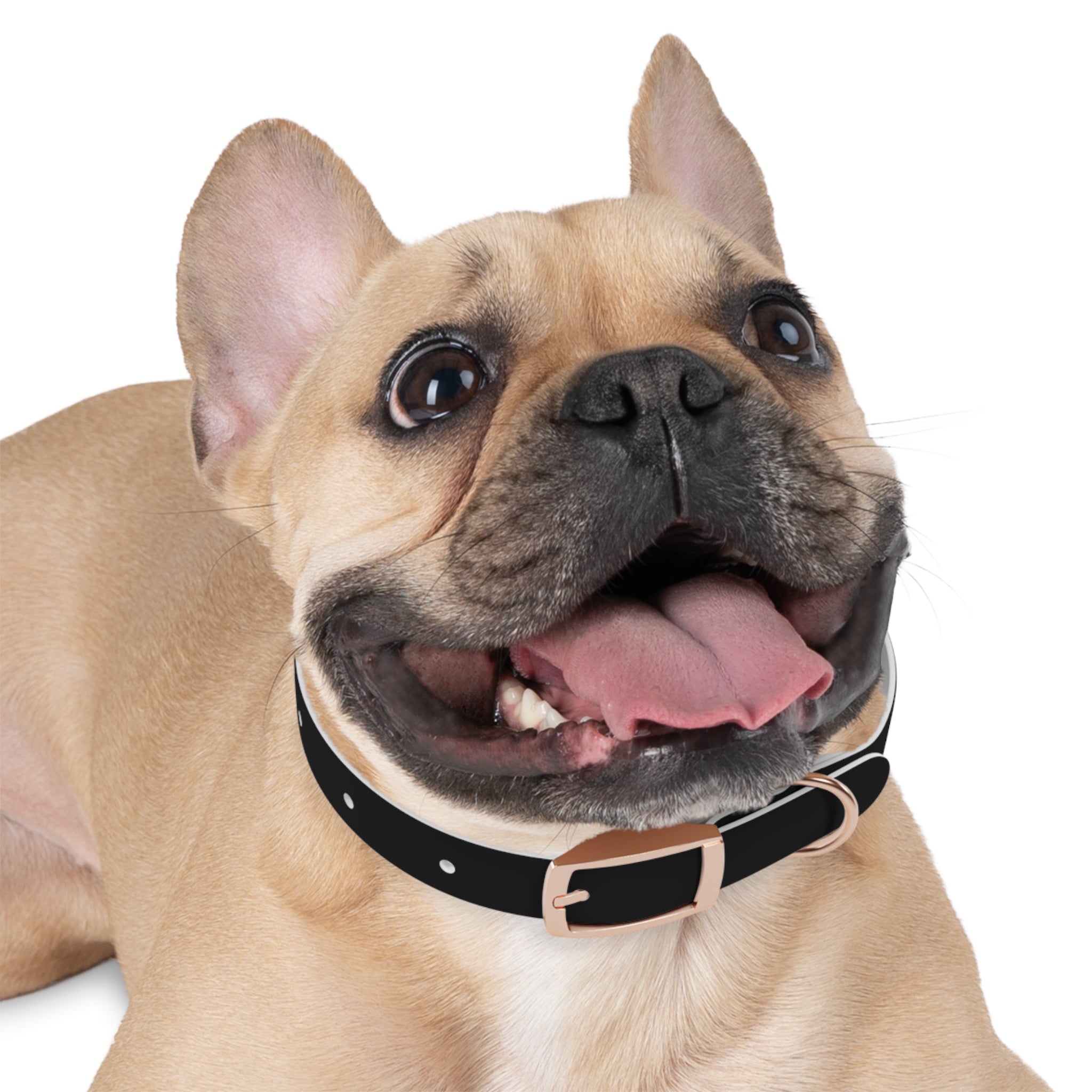 Black Leather Dog Collar — Durable Everyday Collar with Metal Buckle