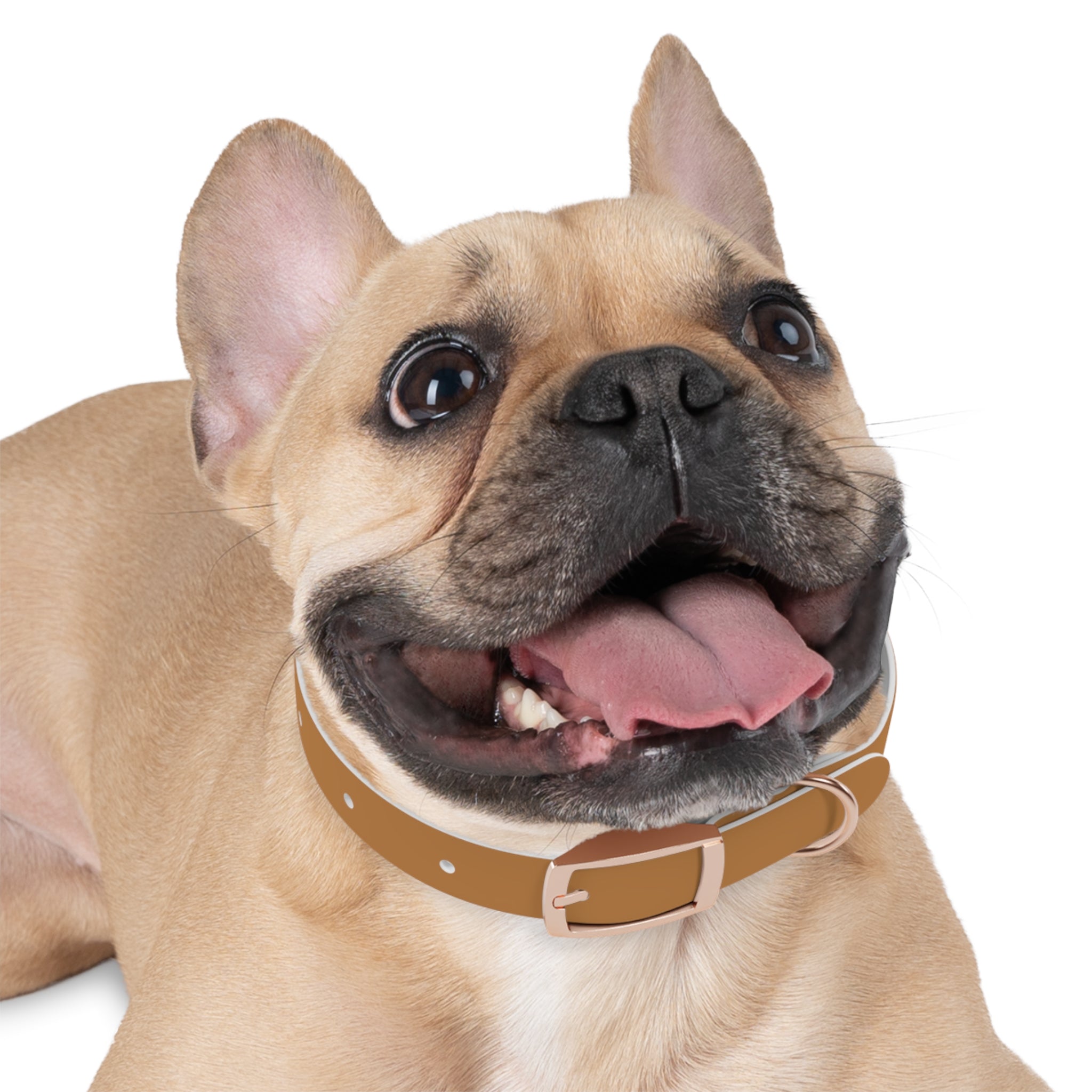 Leather Dog Collar with Texas Livestock Association Logo — Durable Brown Pet Collar