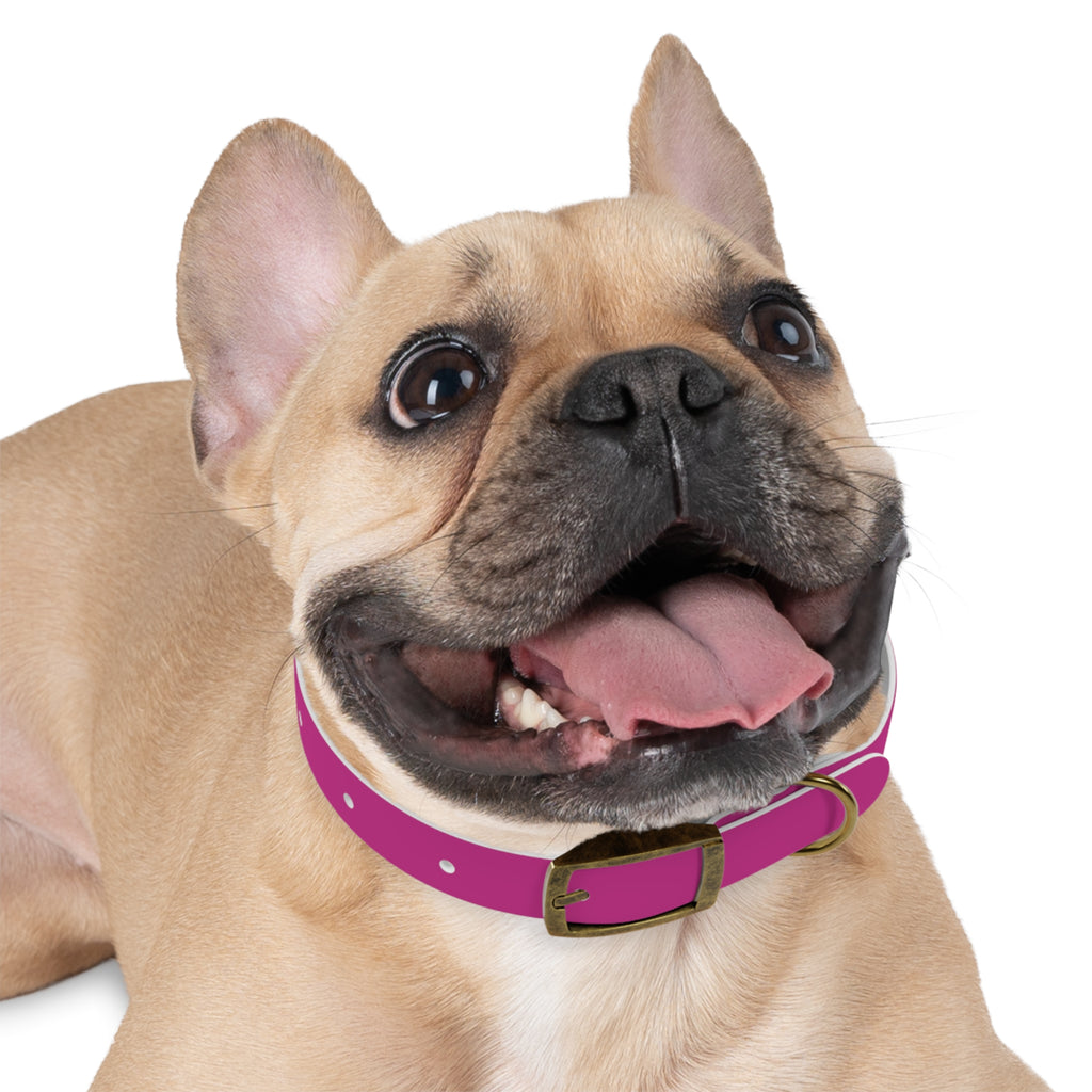 Pink Leather Dog Collar — Texas Livestock Show Logo