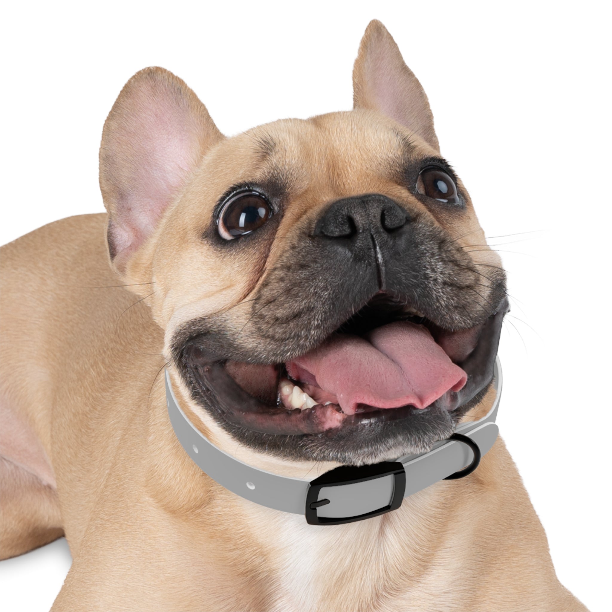 Customized White Dog Collar with Texas Livestock Association Logo