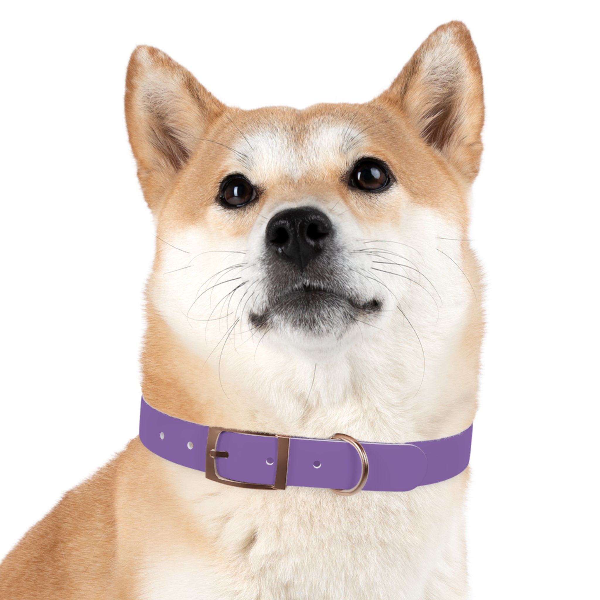 Purple Custom Dog Collar with Texas Livestock Logo — Durable Adjustable Pet Collar