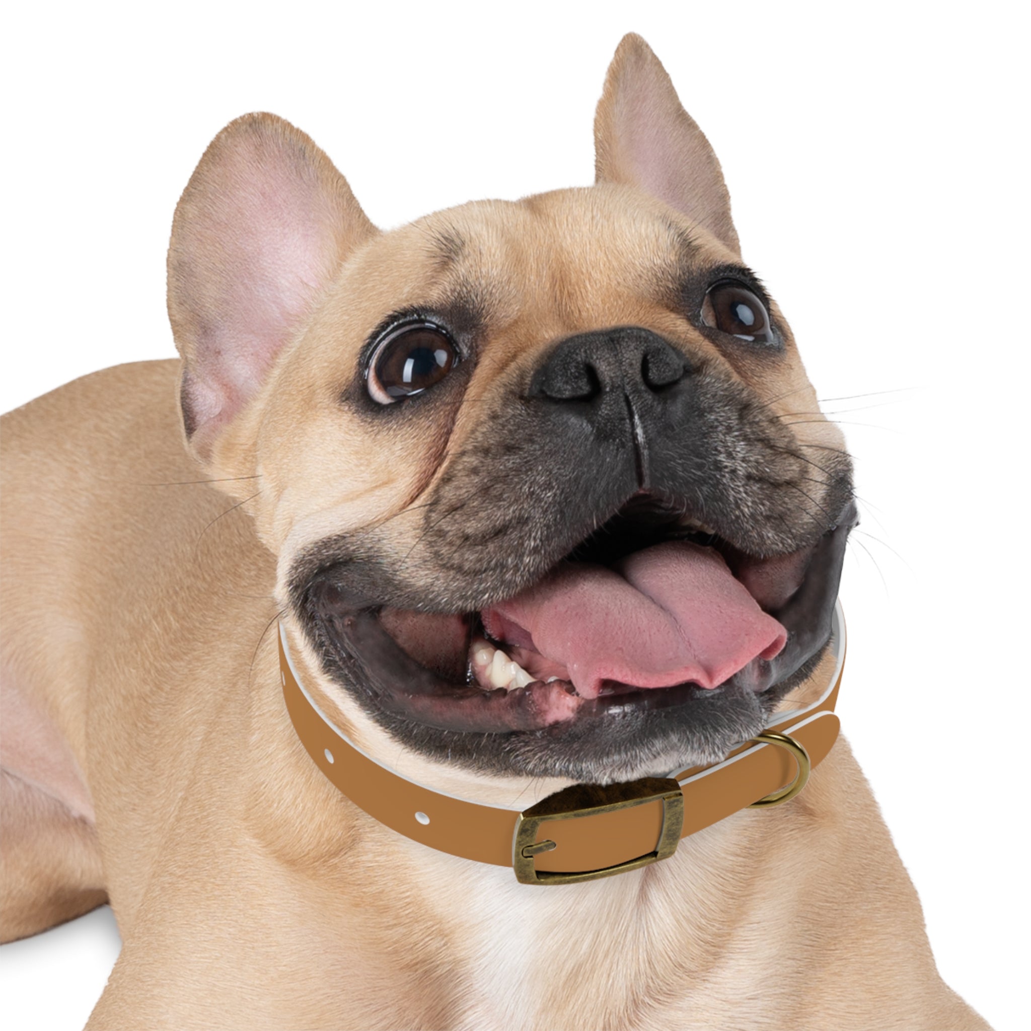 Leather Dog Collar with Texas Livestock Association Logo — Durable Brown Pet Collar