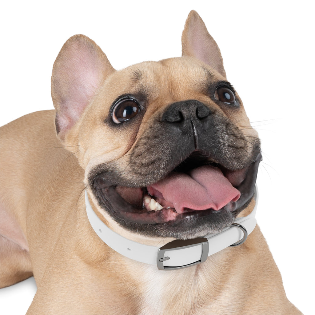 Custom Printed Dog Collar — Texas Livestock Association Logo