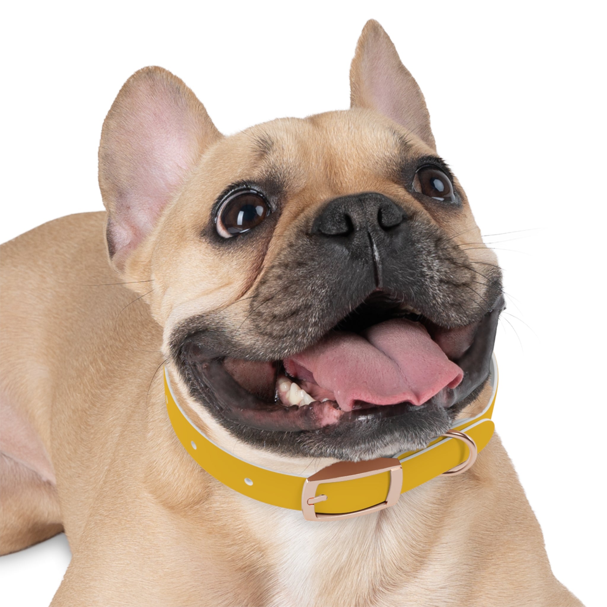 Yellow Customizable Dog Collar — Texas Livestock Association Logo Option