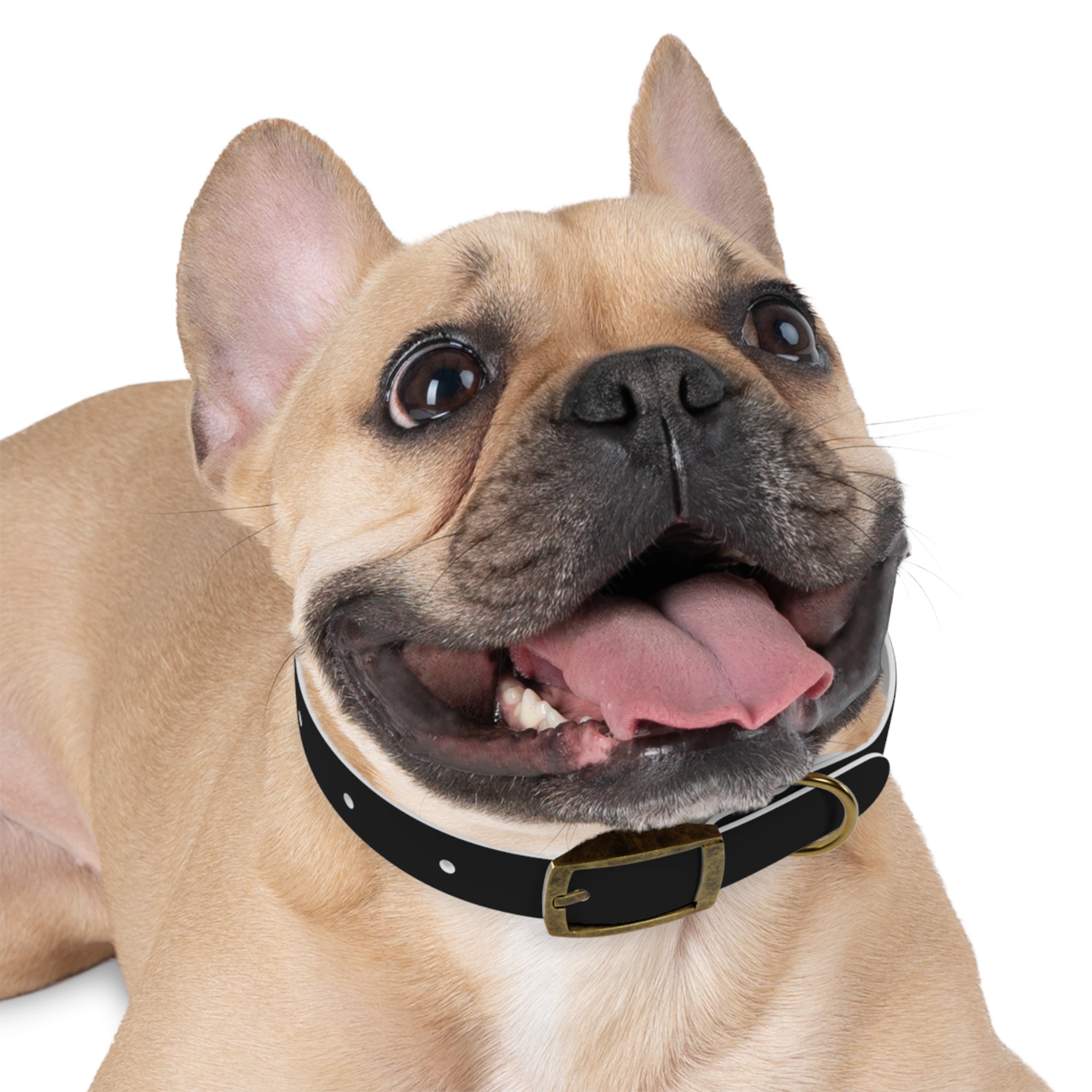 Black Leather Dog Collar — Durable Everyday Collar with Metal Buckle