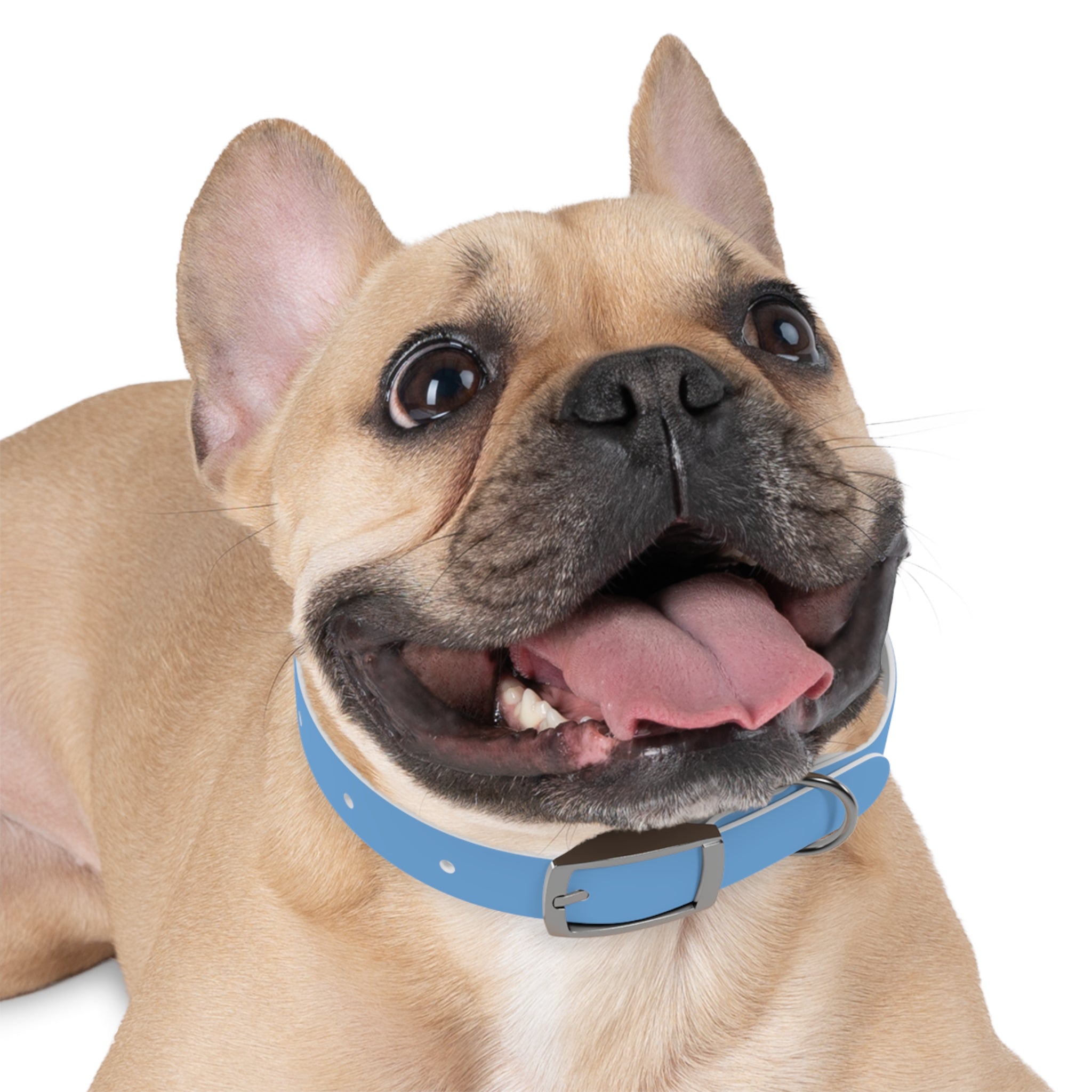 Blue State Silhouette Dog Collar — Texas Livestock Design