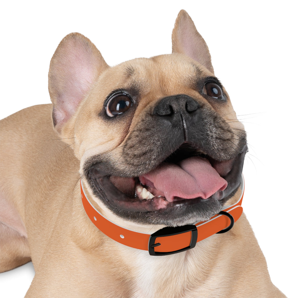 Orange Leather Dog Collar — Texas Livestock Logo
