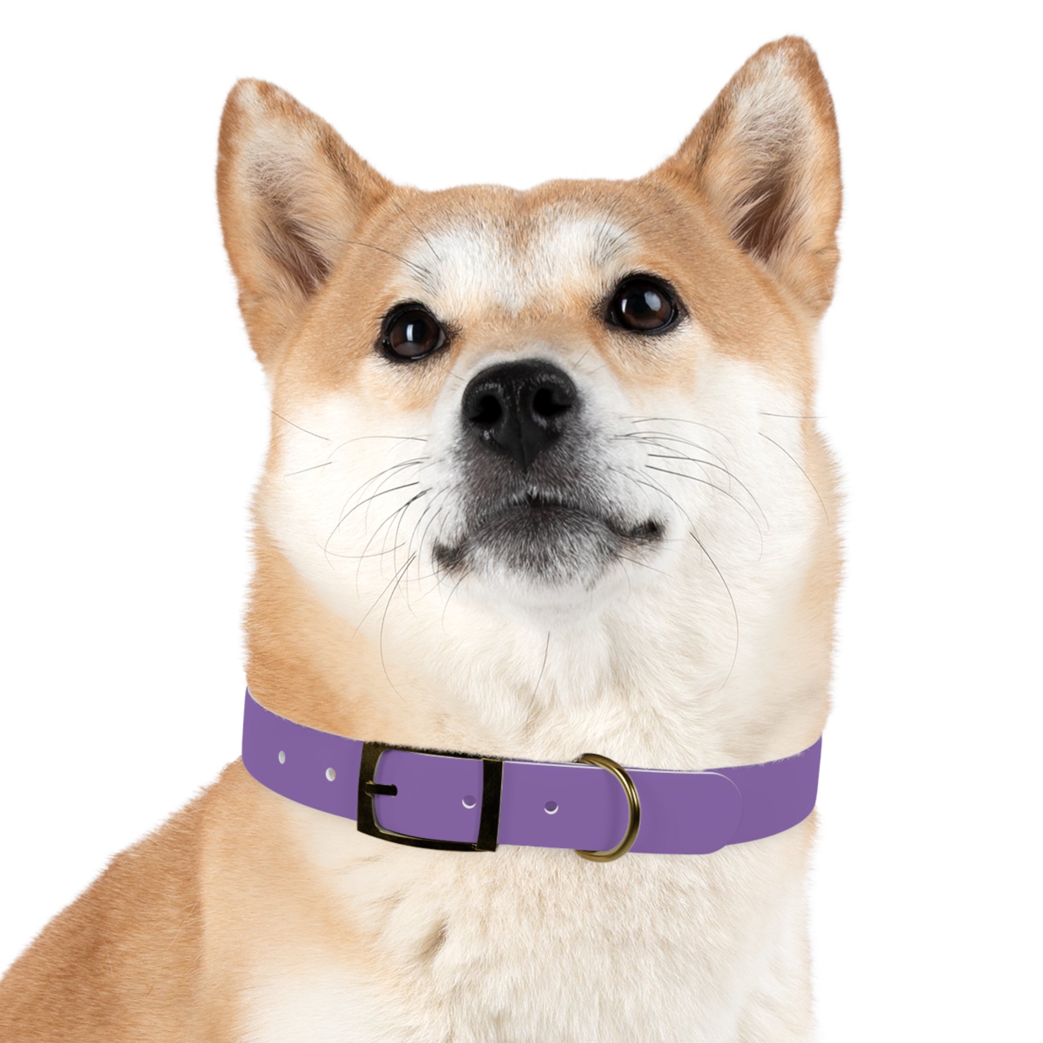 Purple Custom Dog Collar with Texas Livestock Logo — Durable Adjustable Pet Collar