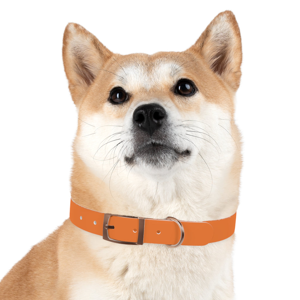 Orange Logo Dog Collar — Texas Livestock Club Pet Collar