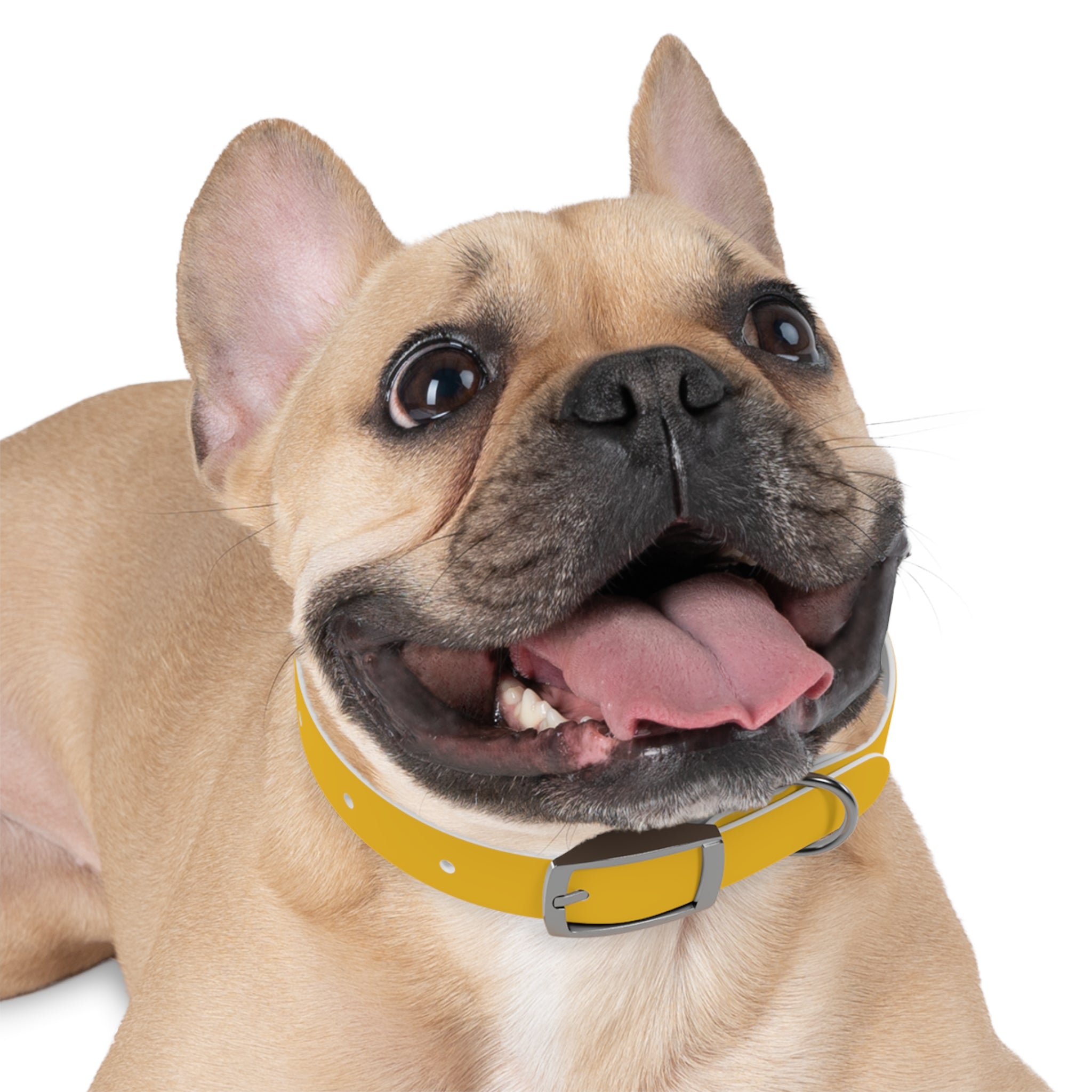 Yellow Customizable Dog Collar — Texas Livestock Association Logo Option