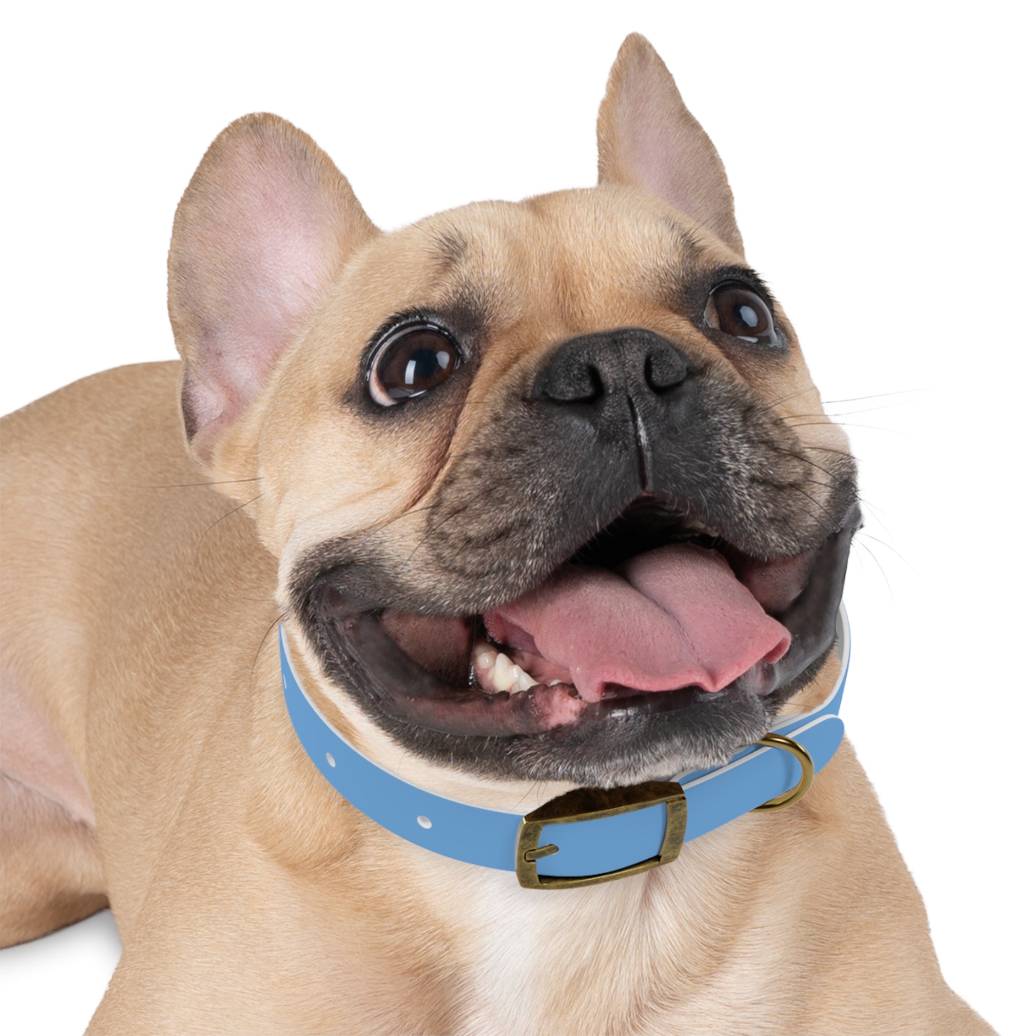 Blue State Silhouette Dog Collar — Texas Livestock Design