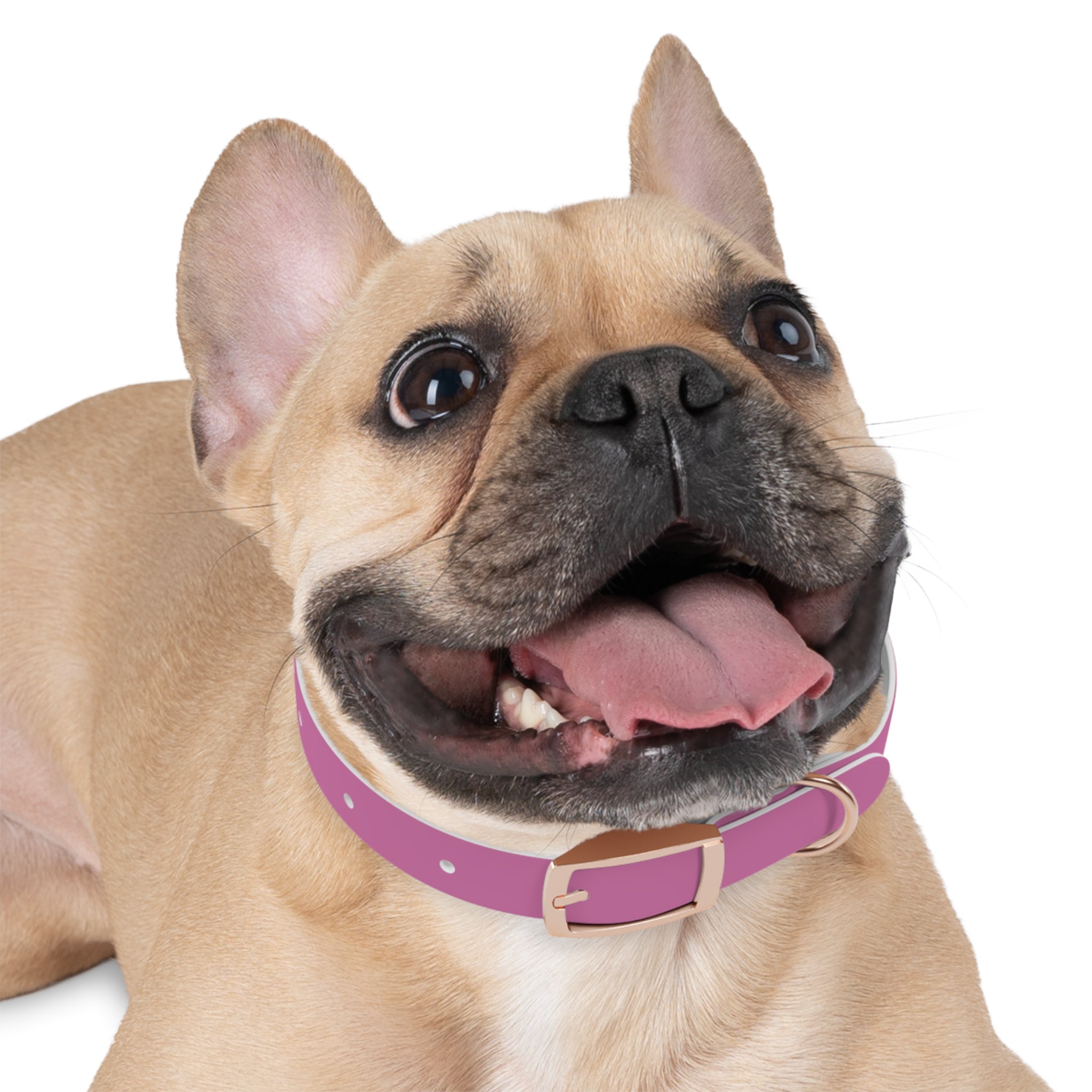 Pink Texas Livestock Association Dog Collar — Adjustable Pet Collar