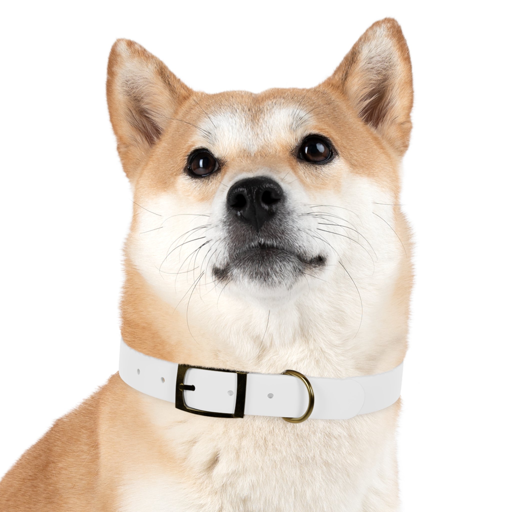 Custom Printed Dog Collar — Texas Livestock Association Logo