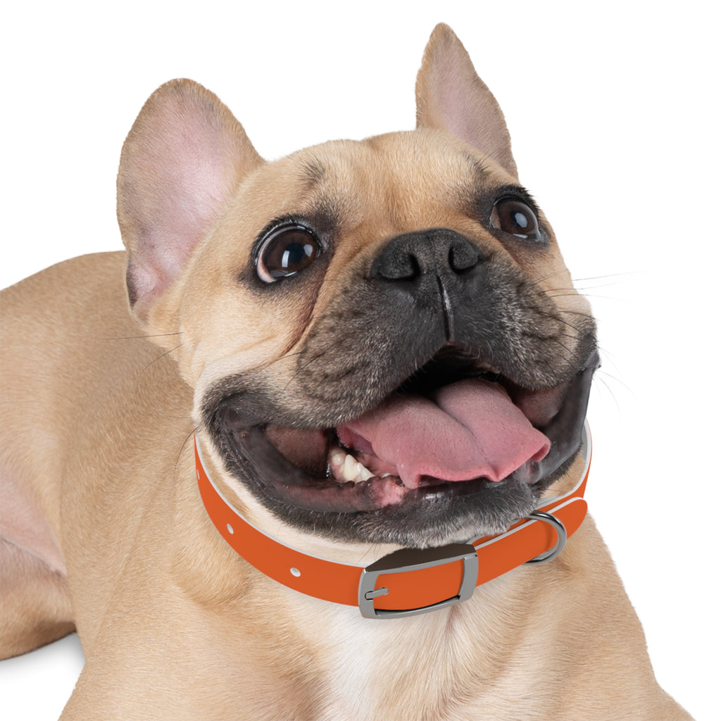 Orange Leather Dog Collar — Texas Livestock Logo