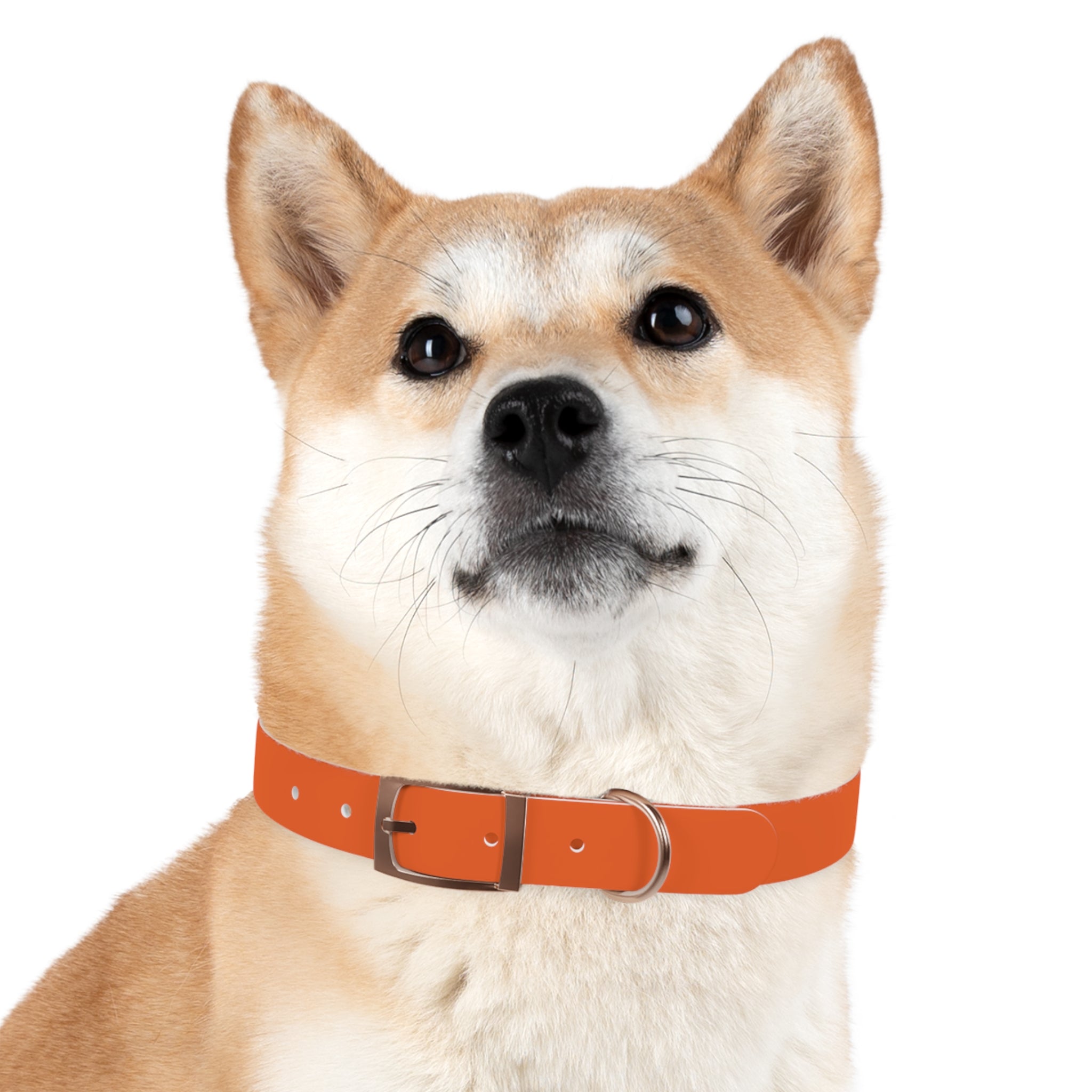 Orange Leather Dog Collar — Texas Livestock Logo