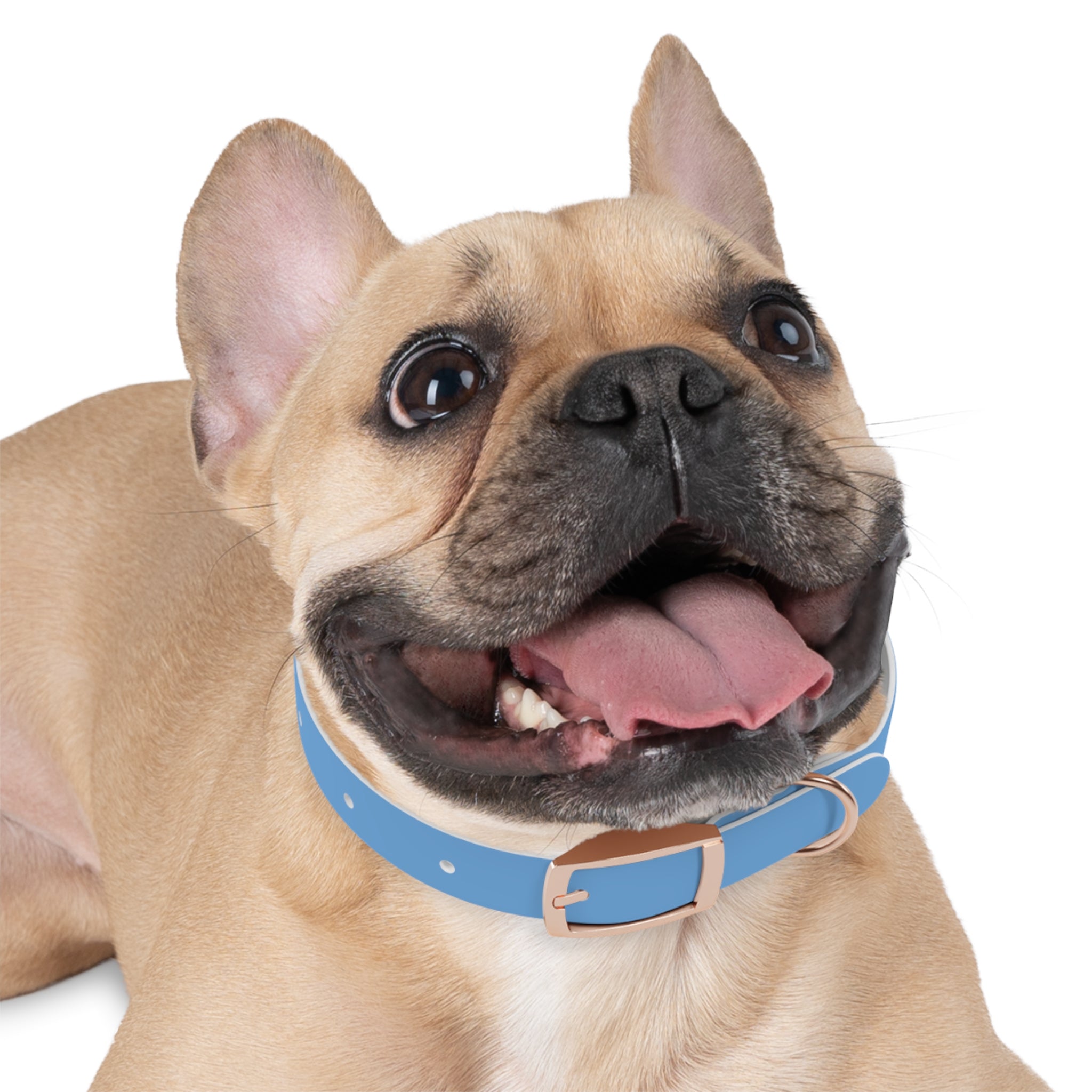 Blue State Silhouette Dog Collar — Texas Livestock Design