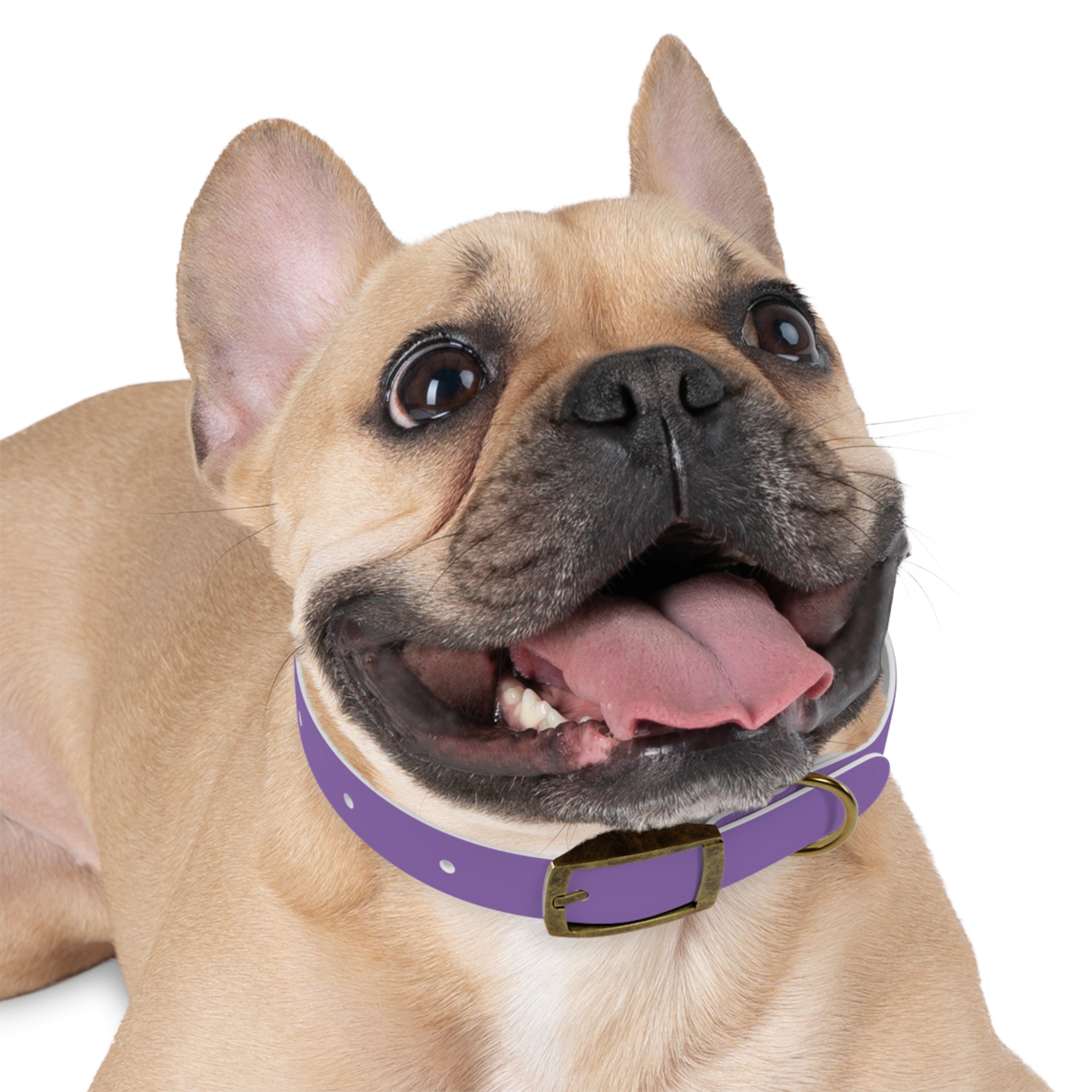 Purple Custom Dog Collar with Texas Livestock Logo — Durable Adjustable Pet Collar
