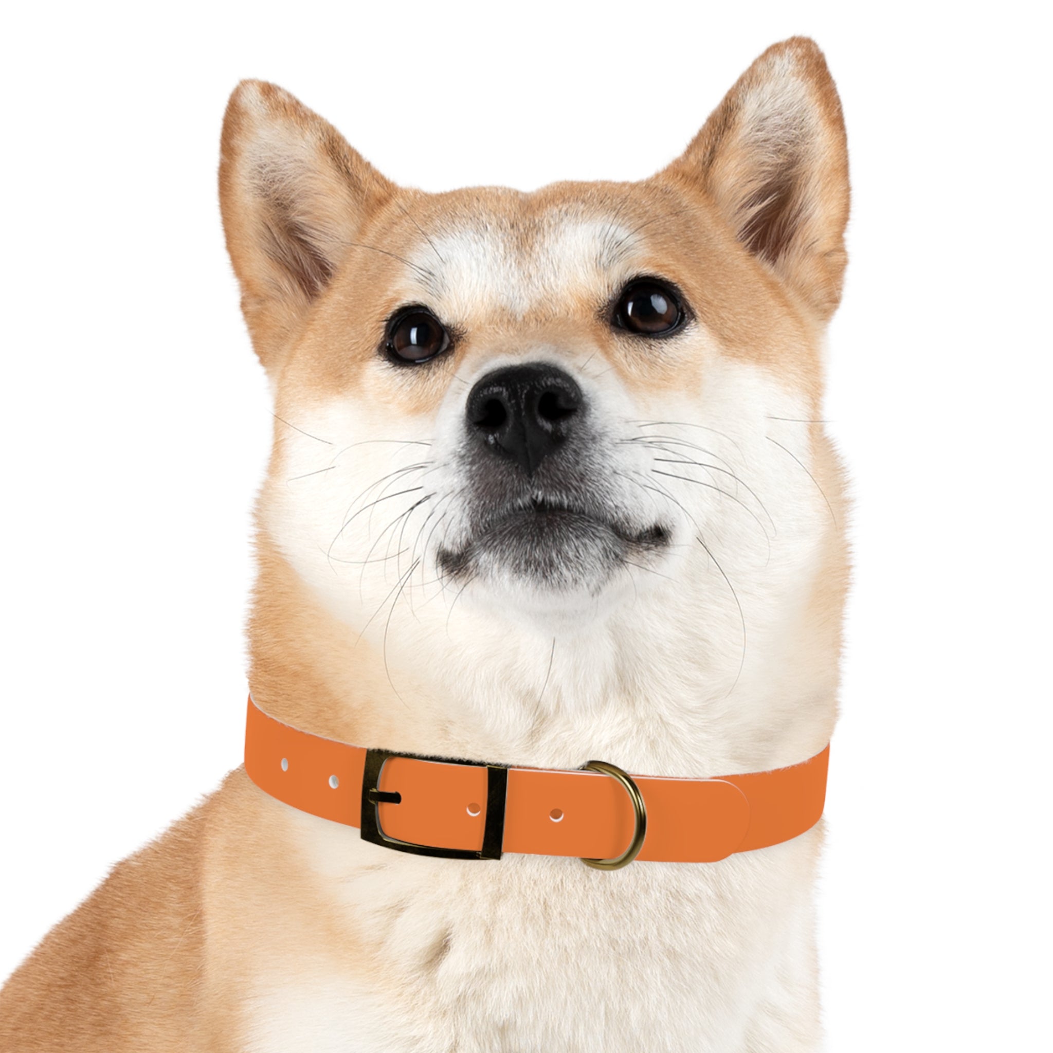 Orange Logo Dog Collar — Texas Livestock Club Pet Collar