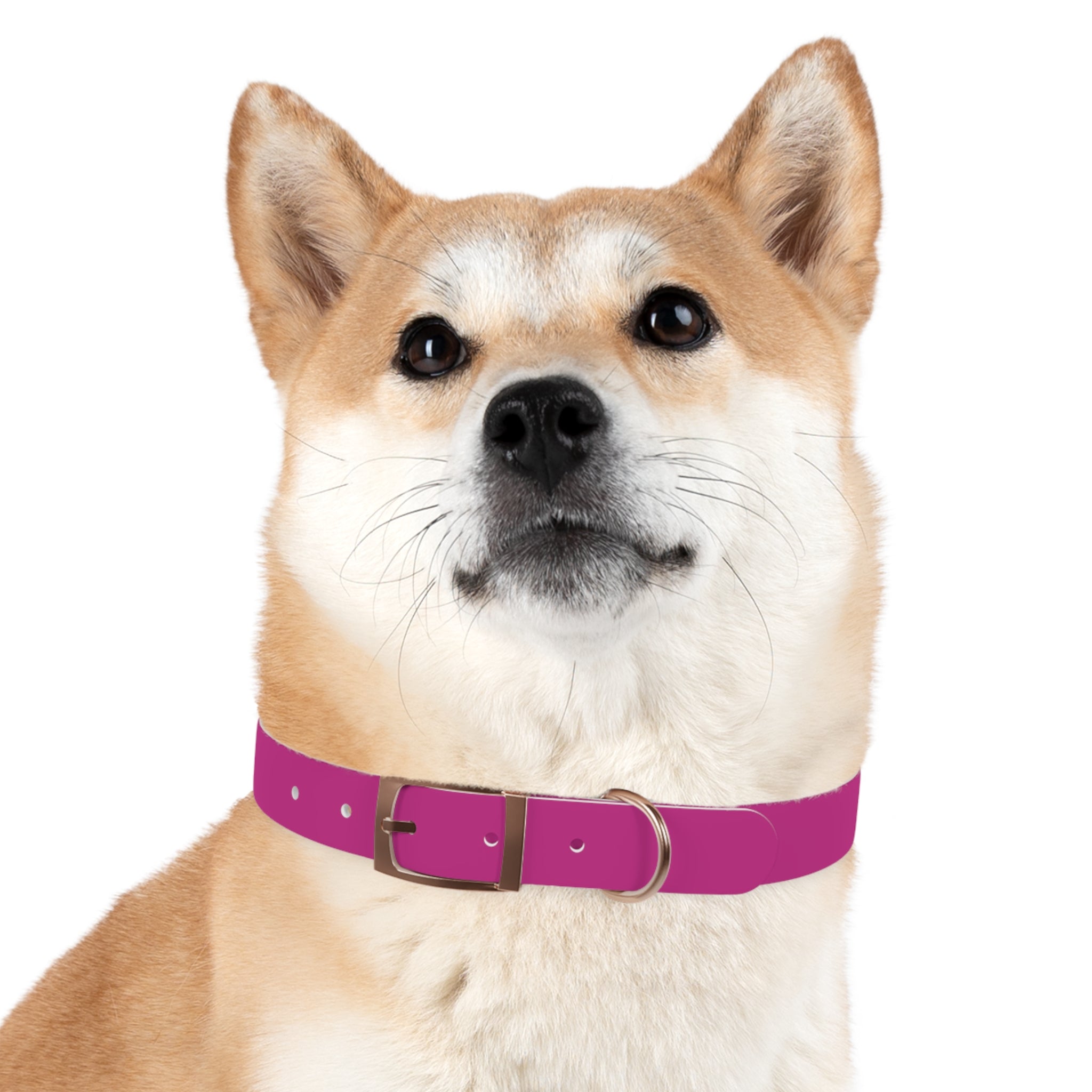 Pink Leather Dog Collar — Texas Livestock Show Logo