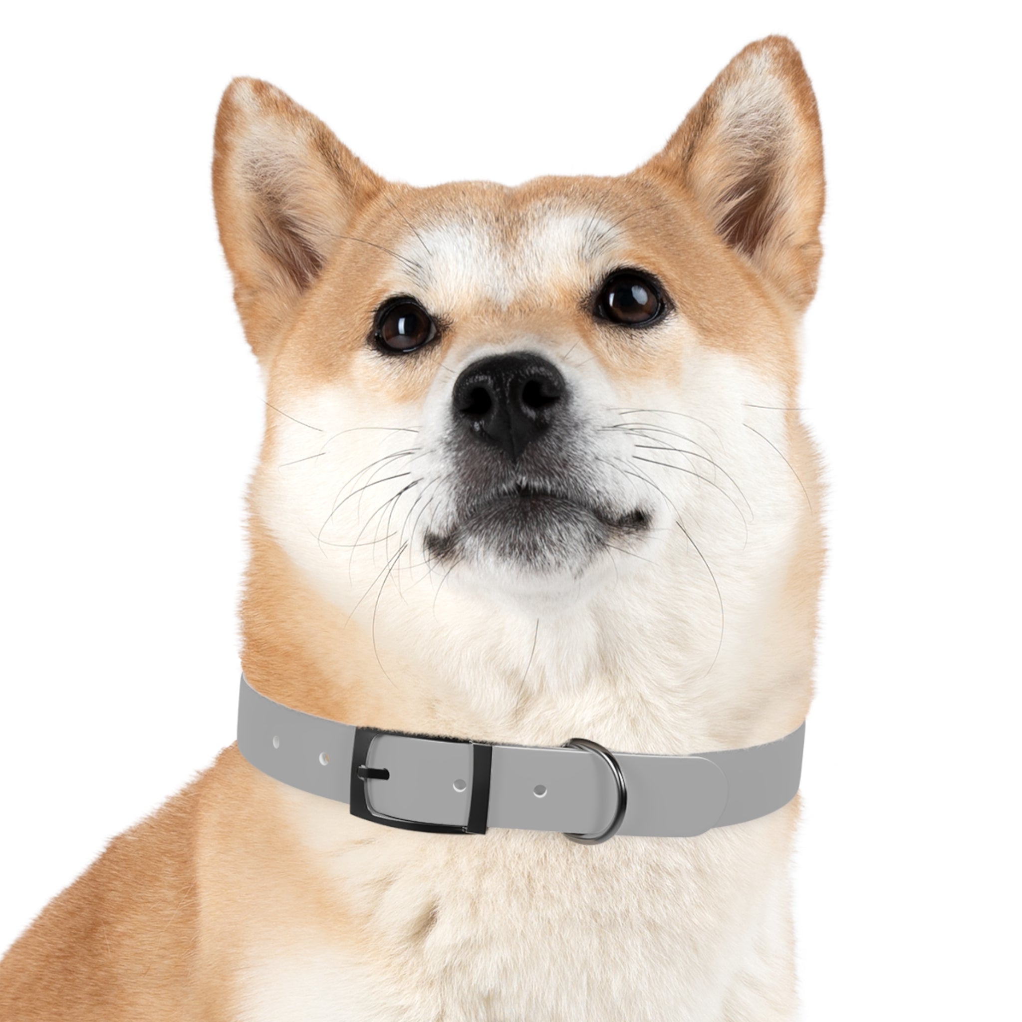 Customized White Dog Collar with Texas Livestock Association Logo