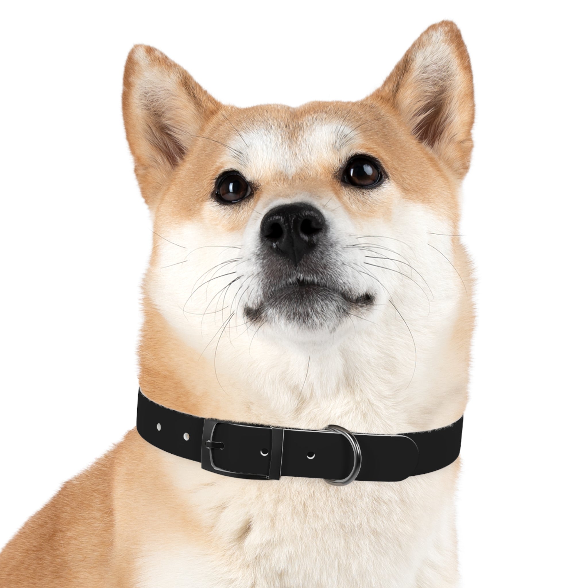 Black Leather Dog Collar — Durable Everyday Collar with Metal Buckle