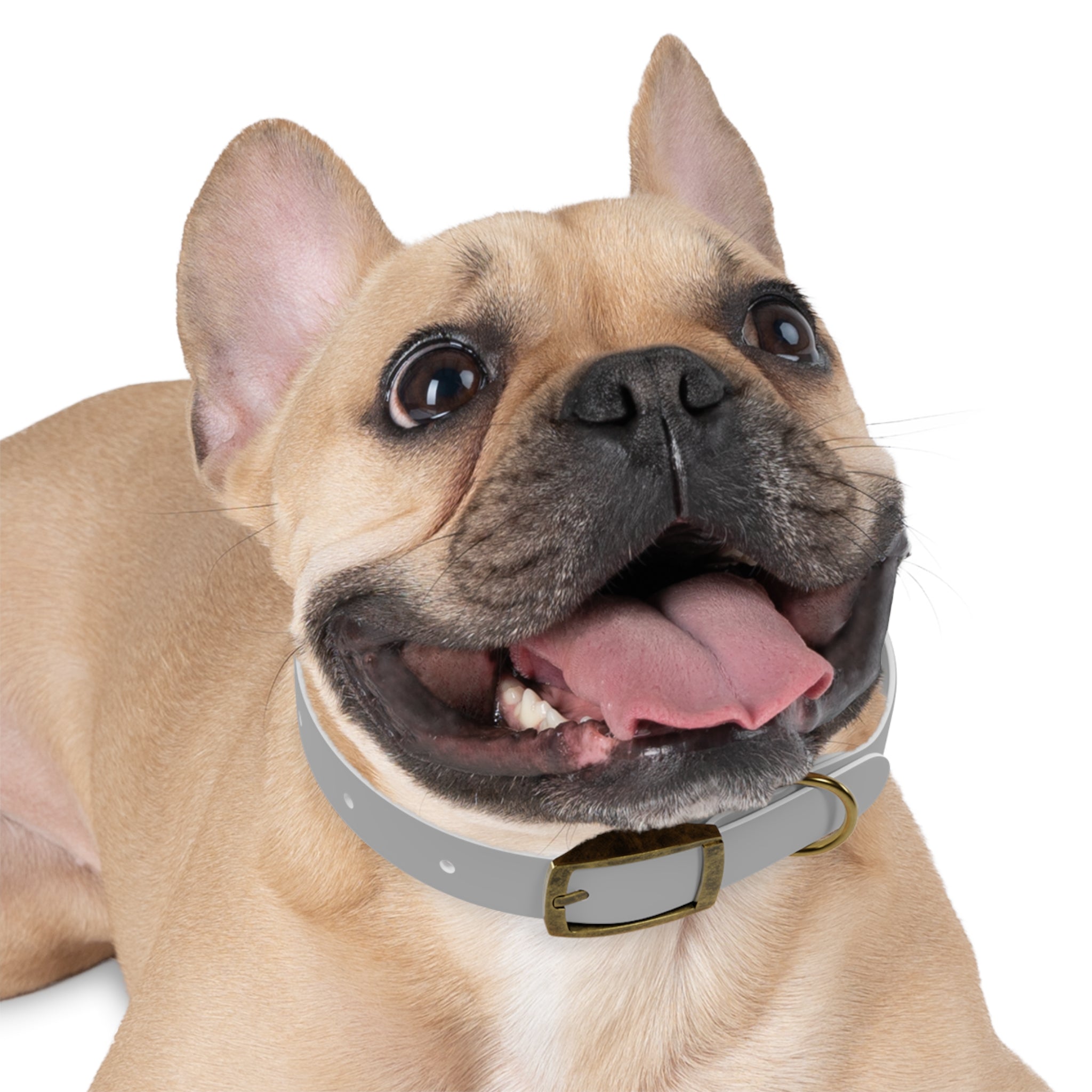 Customized White Dog Collar with Texas Livestock Association Logo