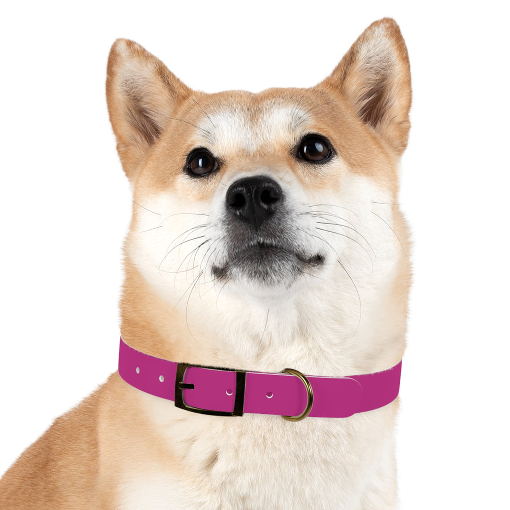 Pink Leather Dog Collar — Texas Livestock Show Logo