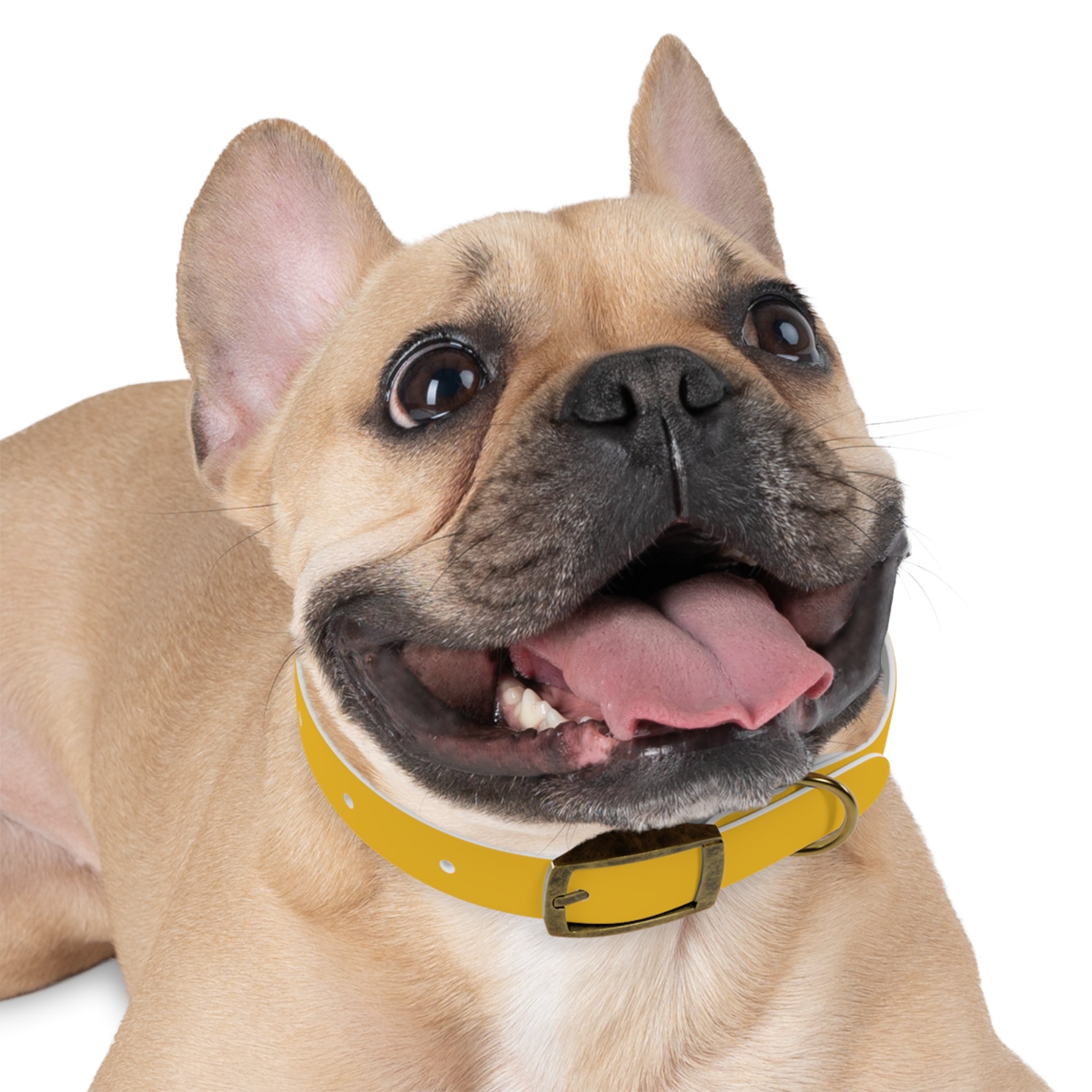 Yellow Customizable Dog Collar — Texas Livestock Association Logo Option