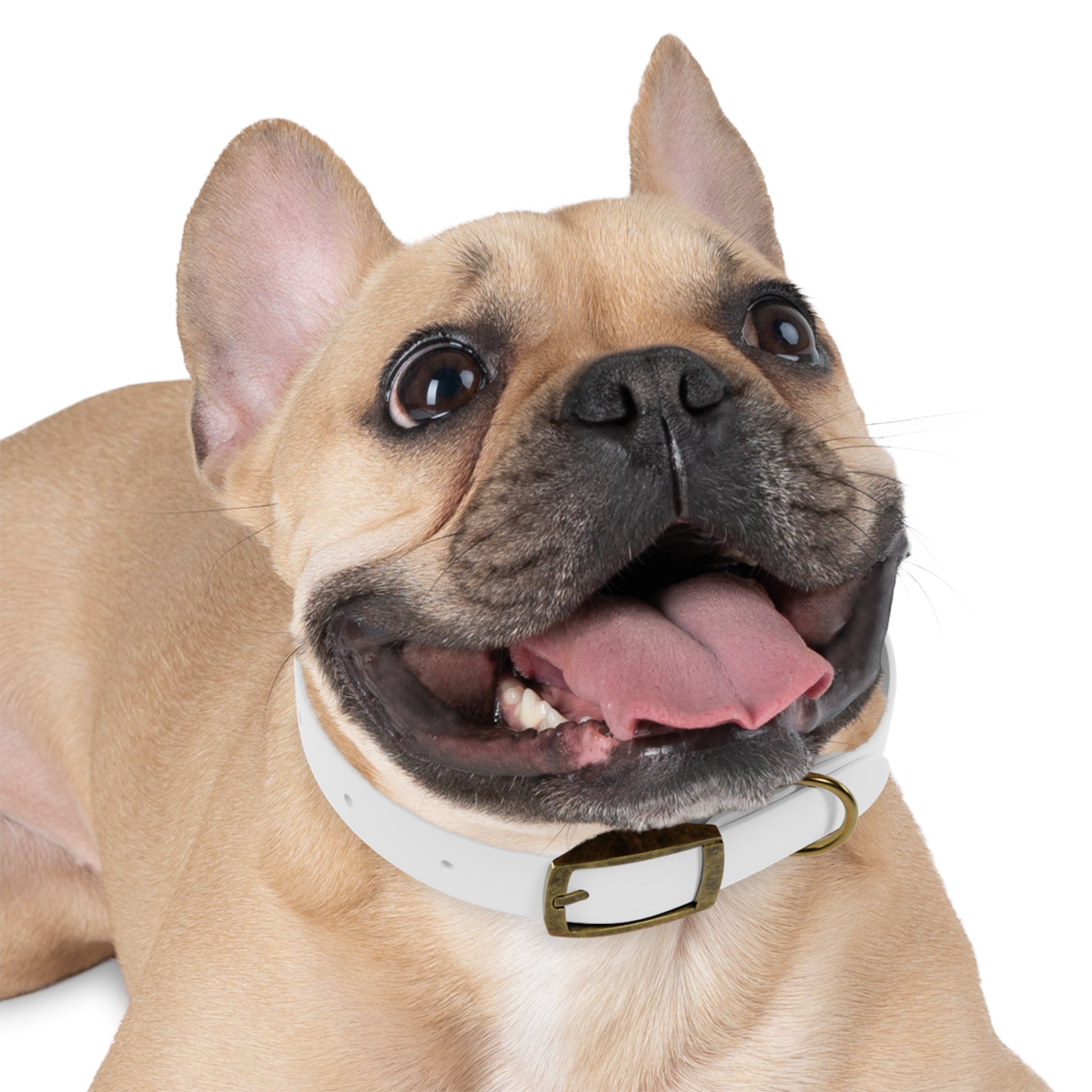 Custom Printed Dog Collar — Texas Livestock Association Logo