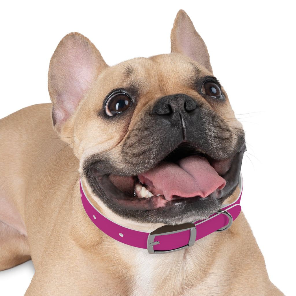 Pink Leather Dog Collar — Texas Livestock Show Logo