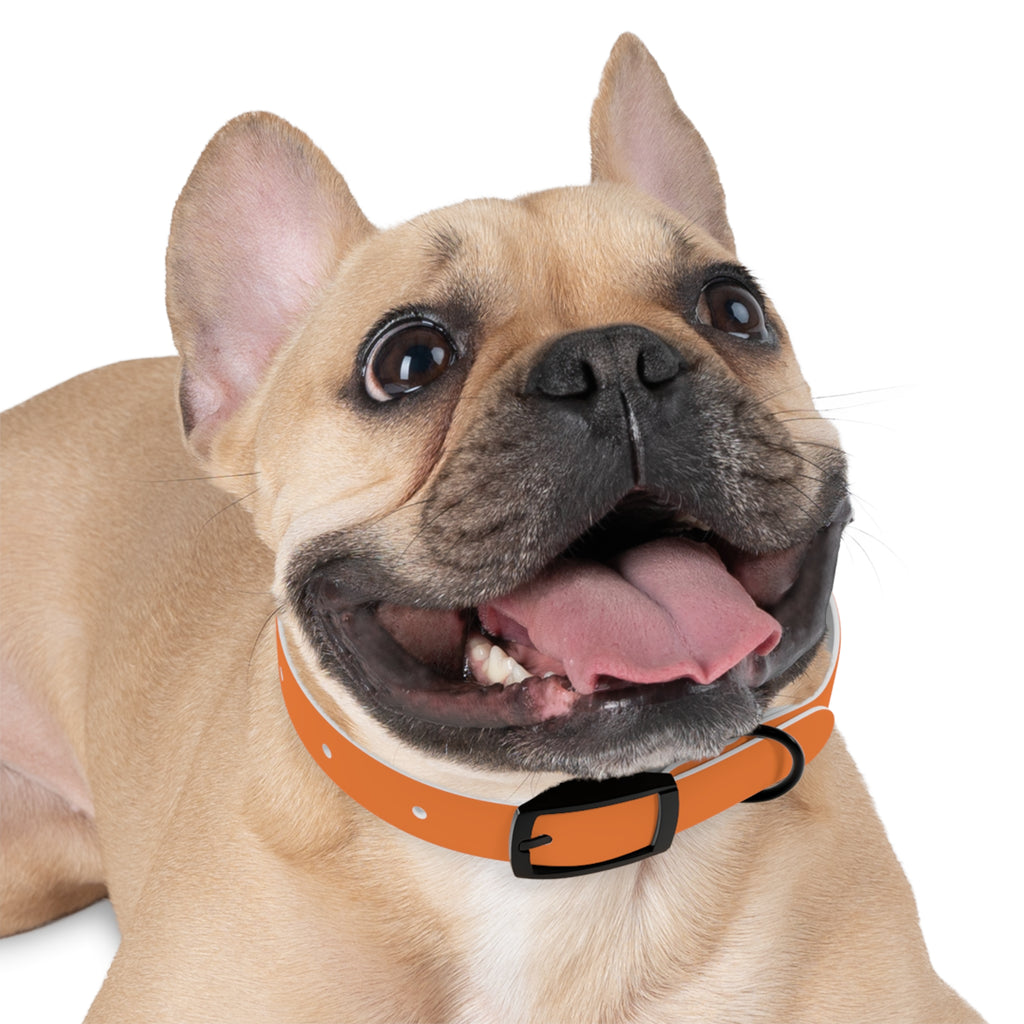 Orange Logo Dog Collar — Texas Livestock Club Pet Collar