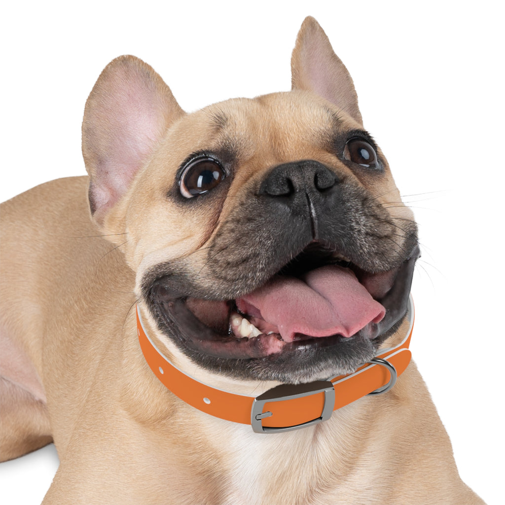 Orange Logo Dog Collar — Texas Livestock Club Pet Collar