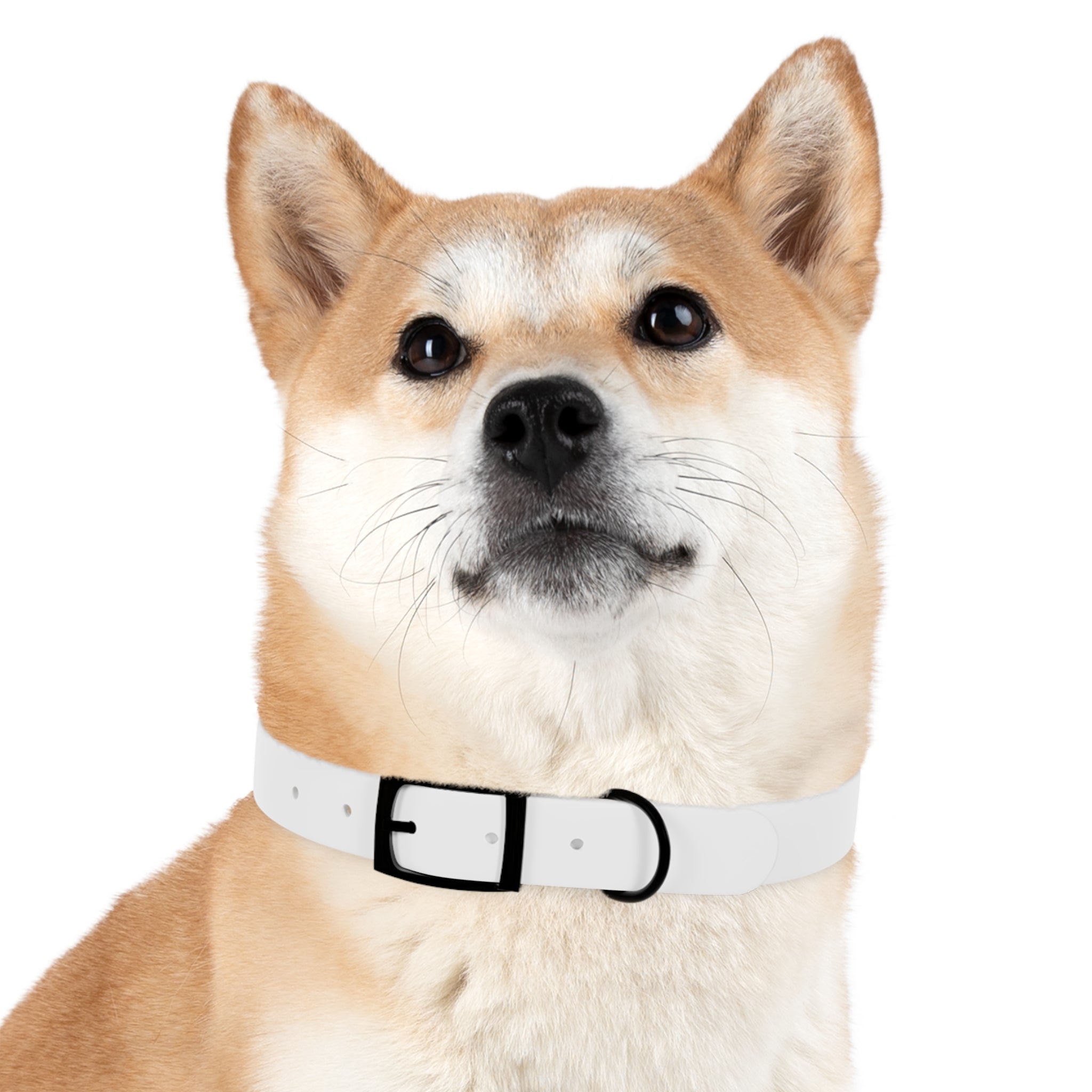Custom Printed Dog Collar — Texas Livestock Association Logo