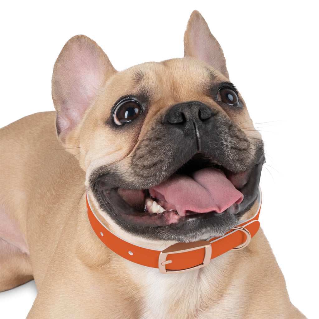 Orange Leather Dog Collar — Texas Livestock Logo