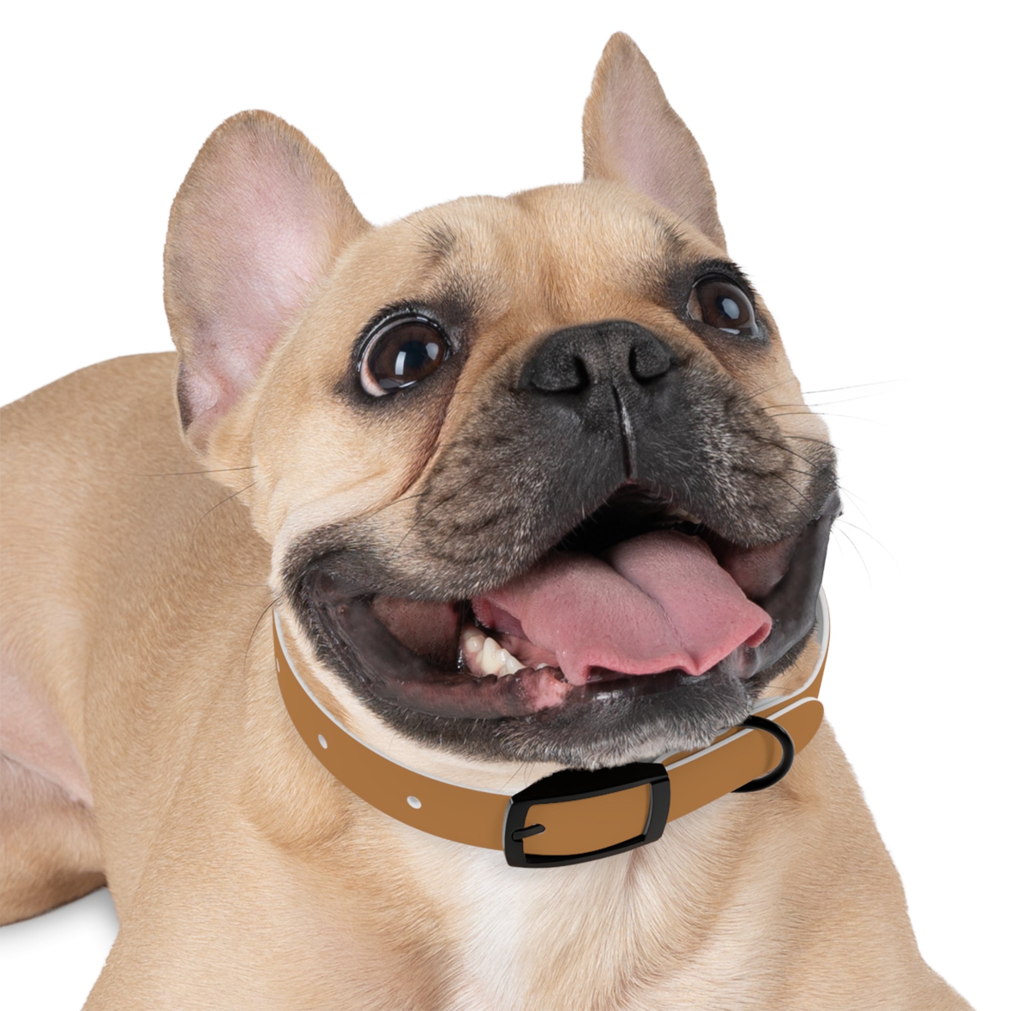 Leather Dog Collar with Texas Livestock Association Logo — Durable Brown Pet Collar