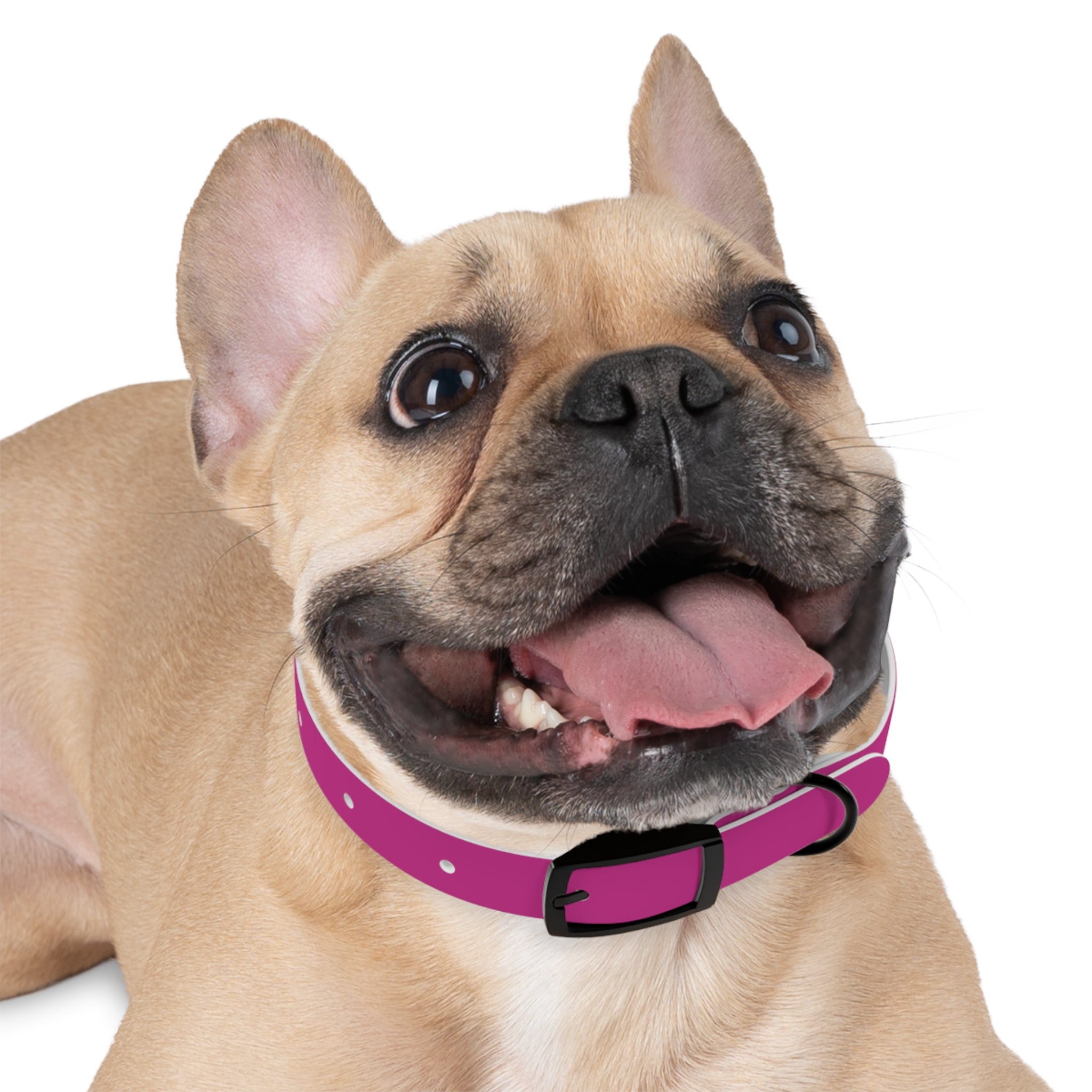 Pink Leather Dog Collar — Texas Livestock Show Logo