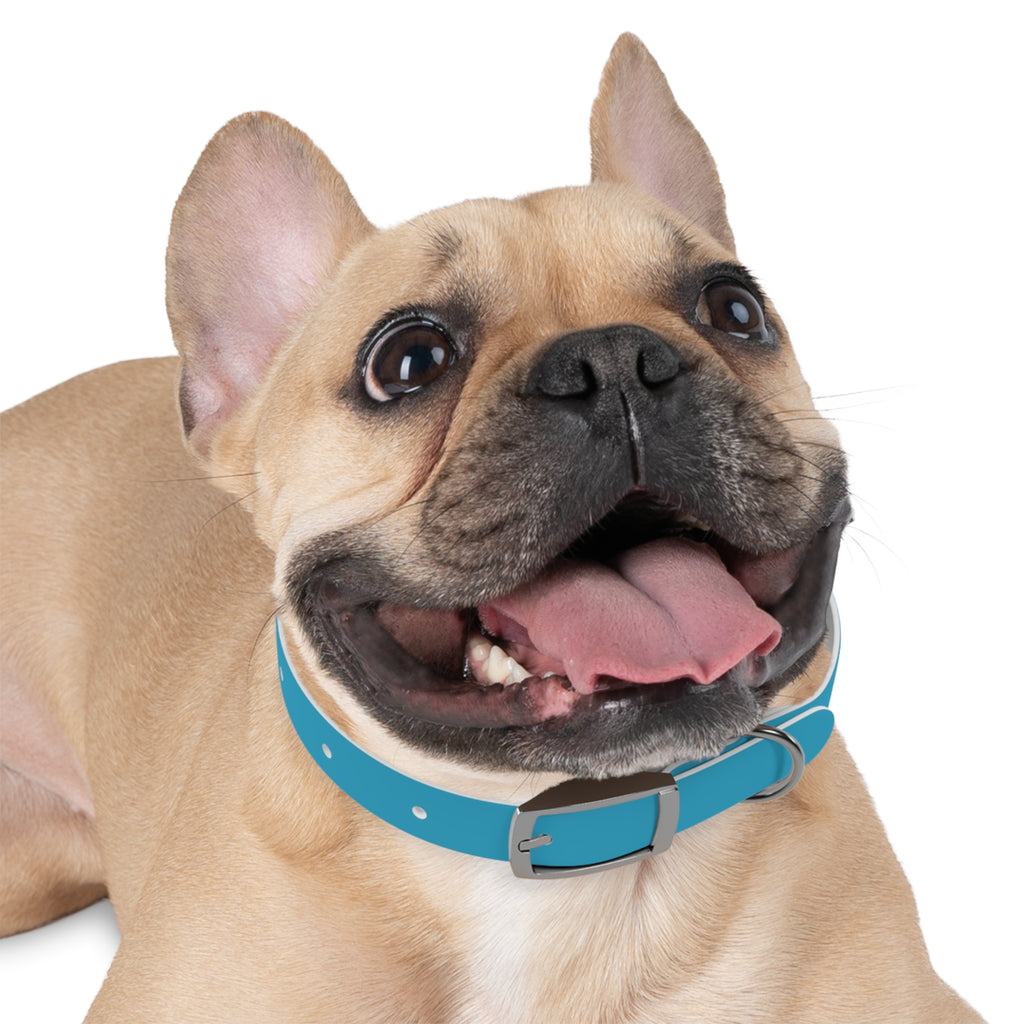 Blue Custom Dog Collar with Texas Livestock Association Logo