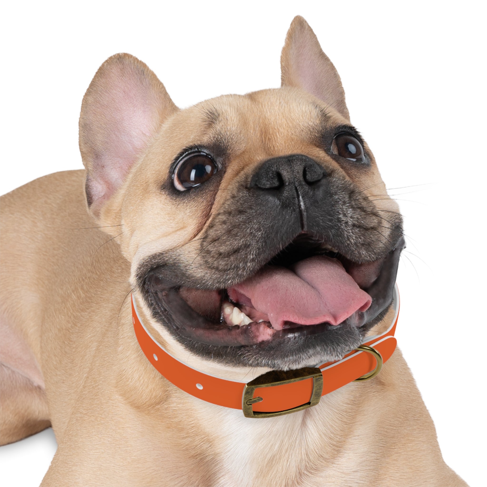 Orange Leather Dog Collar — Texas Livestock Logo