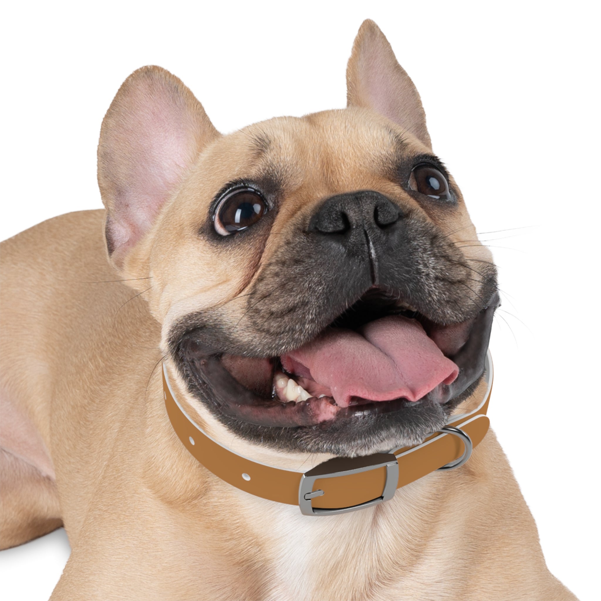 Leather Dog Collar with Texas Livestock Association Logo — Durable Brown Pet Collar