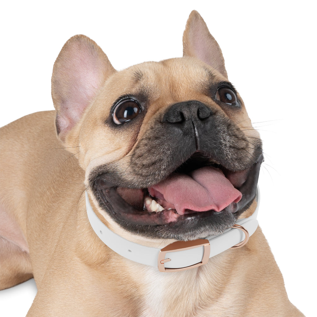 Custom Printed Dog Collar — Texas Livestock Association Logo